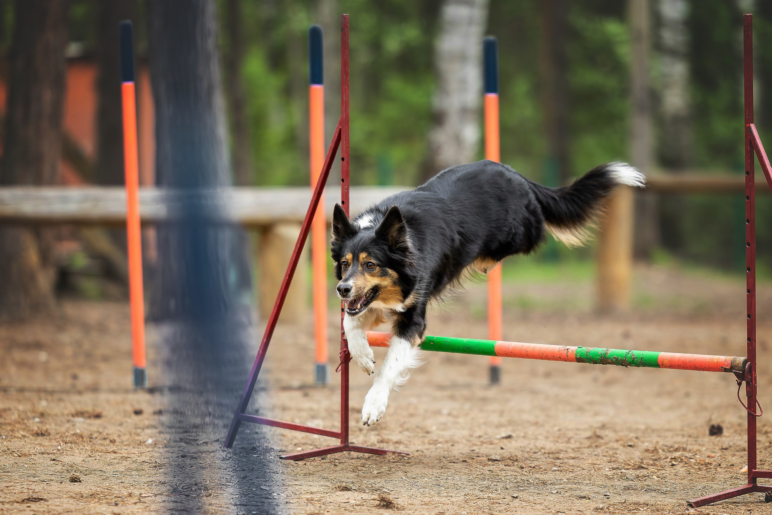 Тренировка аджилити. Фотограф Анималист в Перми Анастасия Остерман