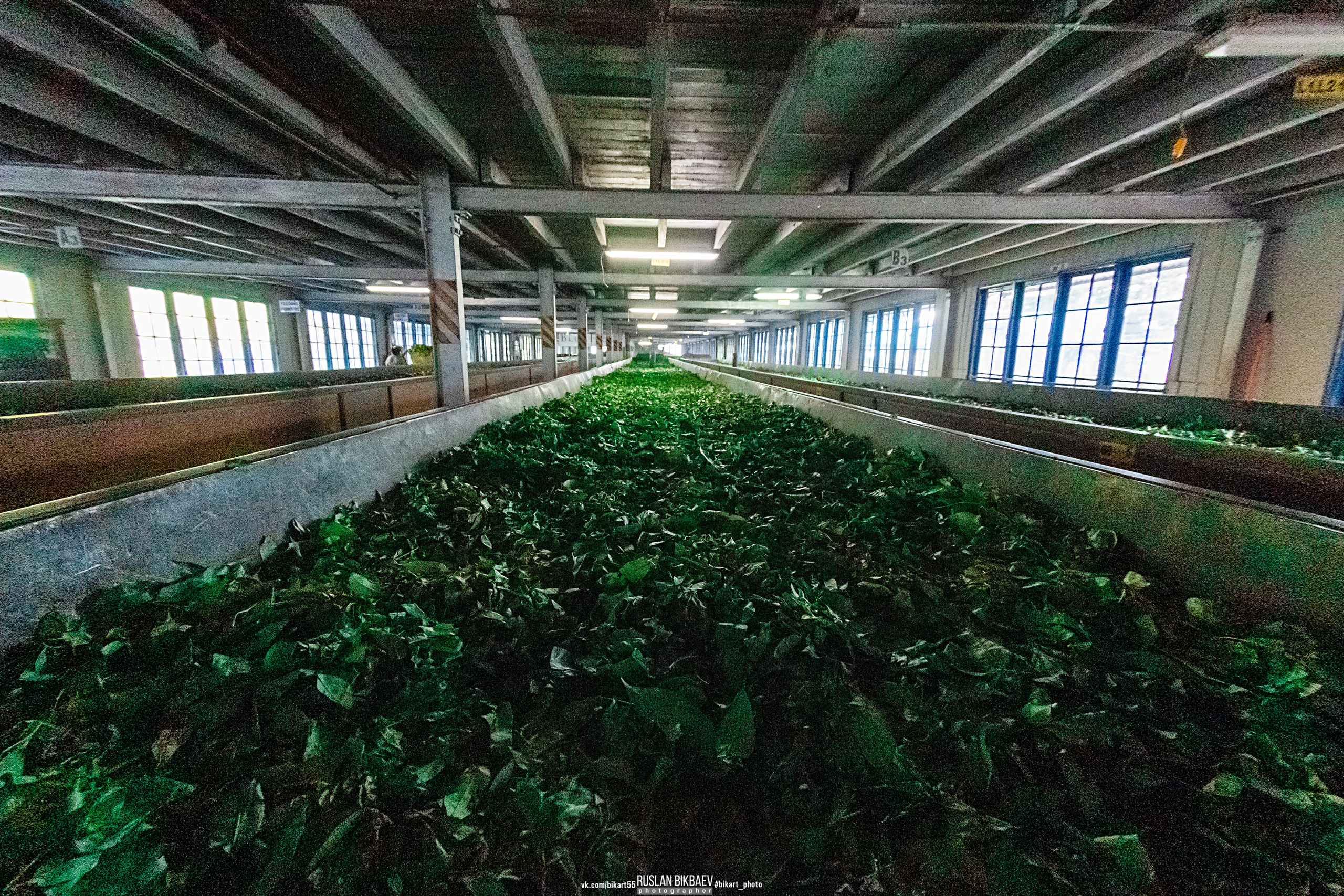 ШРИ-ЛАНКА 2025 / SRI LANKA 2025. Главная