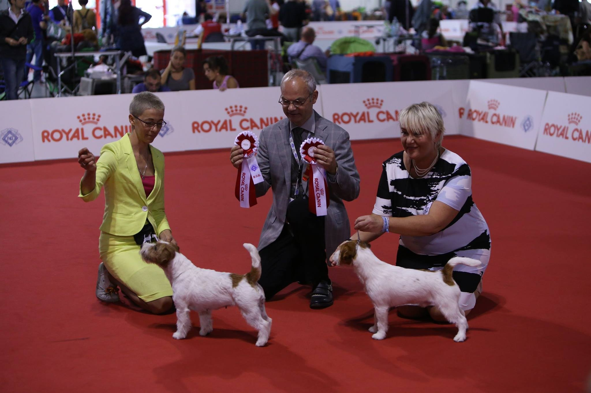 ЧЕМПИОНАТ МИРА 2015. Lovely-Orange питомник джек рассел терьеров