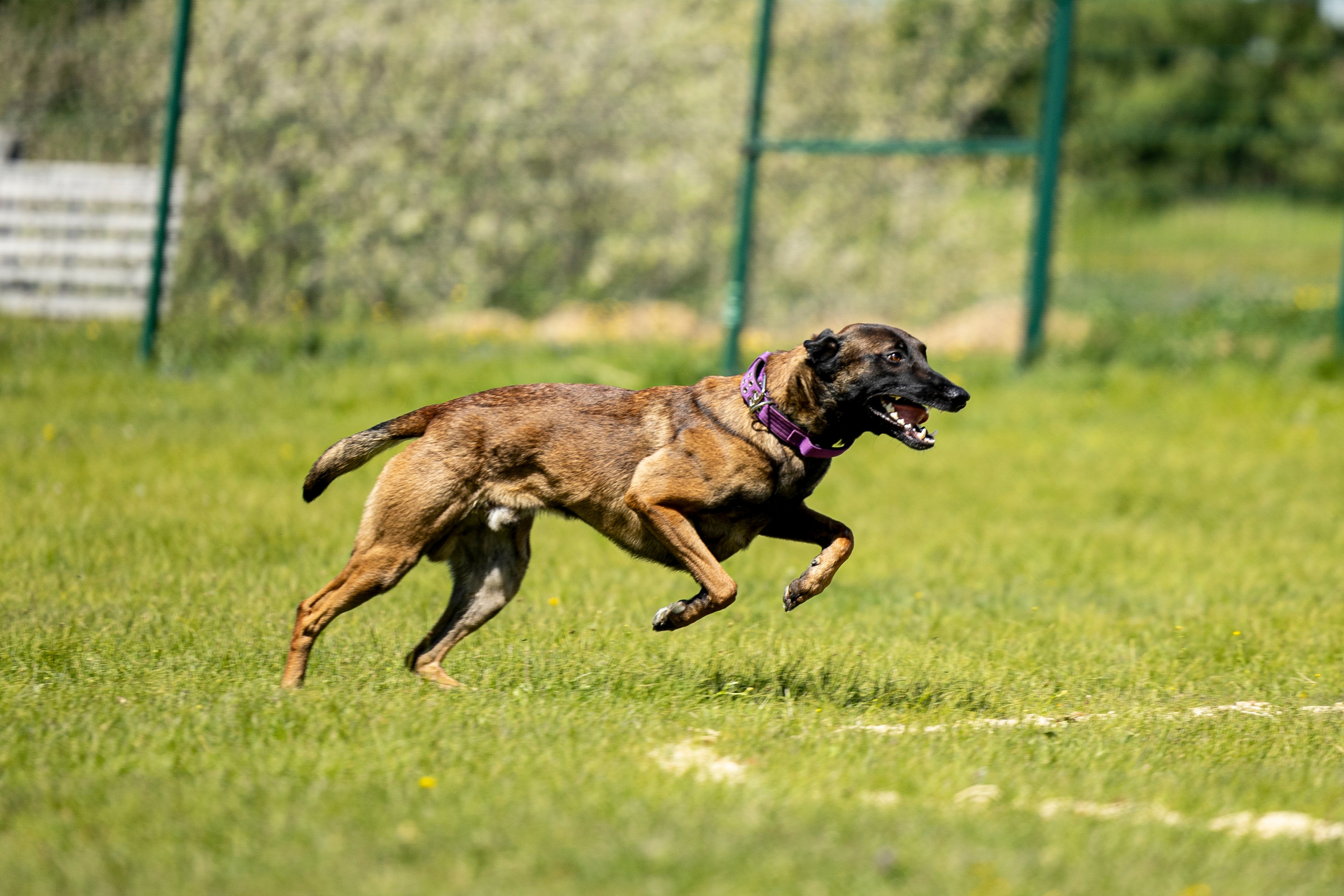Испытания по мондьорингу в Нижнем Новгороде. Фотограф-анималист Анна Маринич