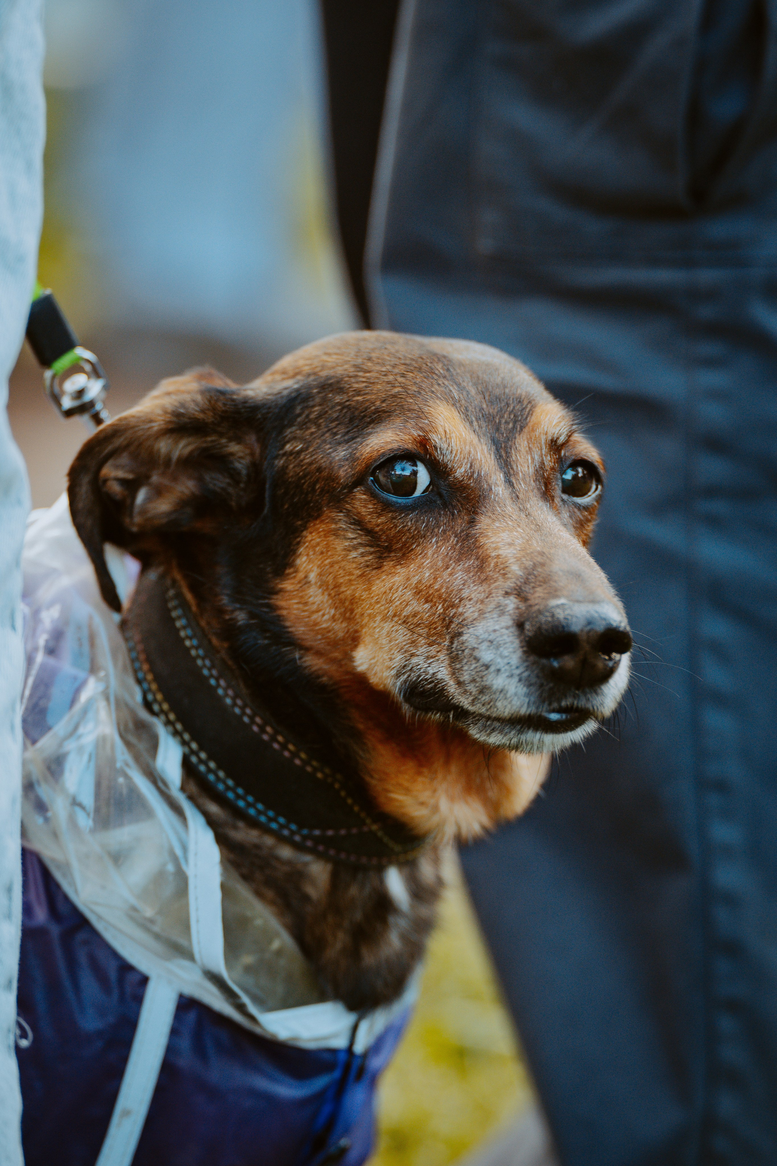 Такспарад. Фотограф анималист в Спб недорого Олеся Майорова
