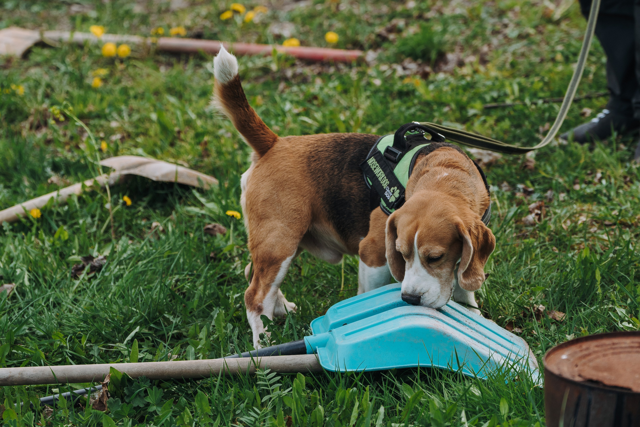 Соревнования по ноузворку в Лосево. Фотограф анималист в Спб недорого Олеся Майорова