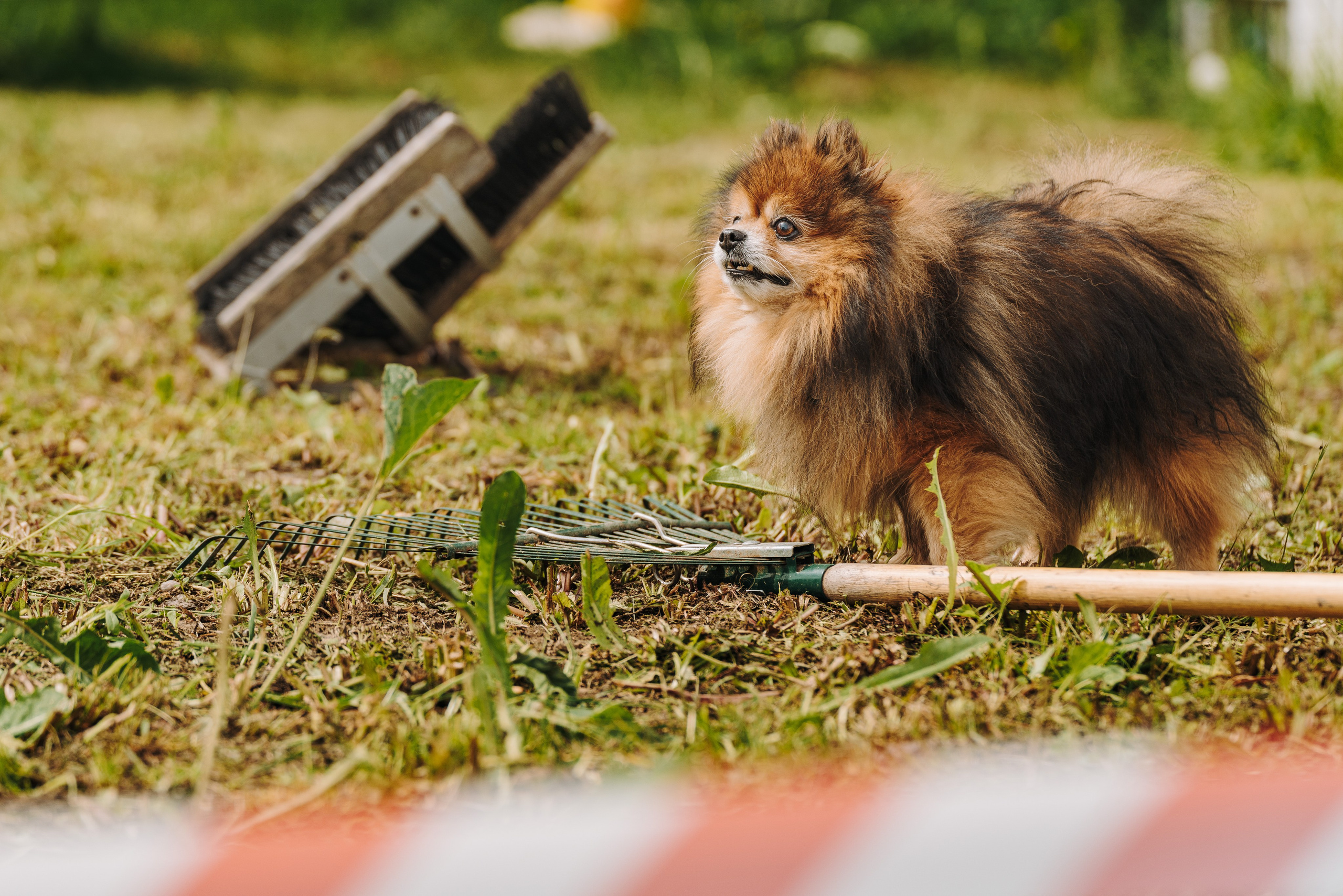 Соревнования по ноузворку. Фотограф анималист в Спб недорого Олеся Майорова