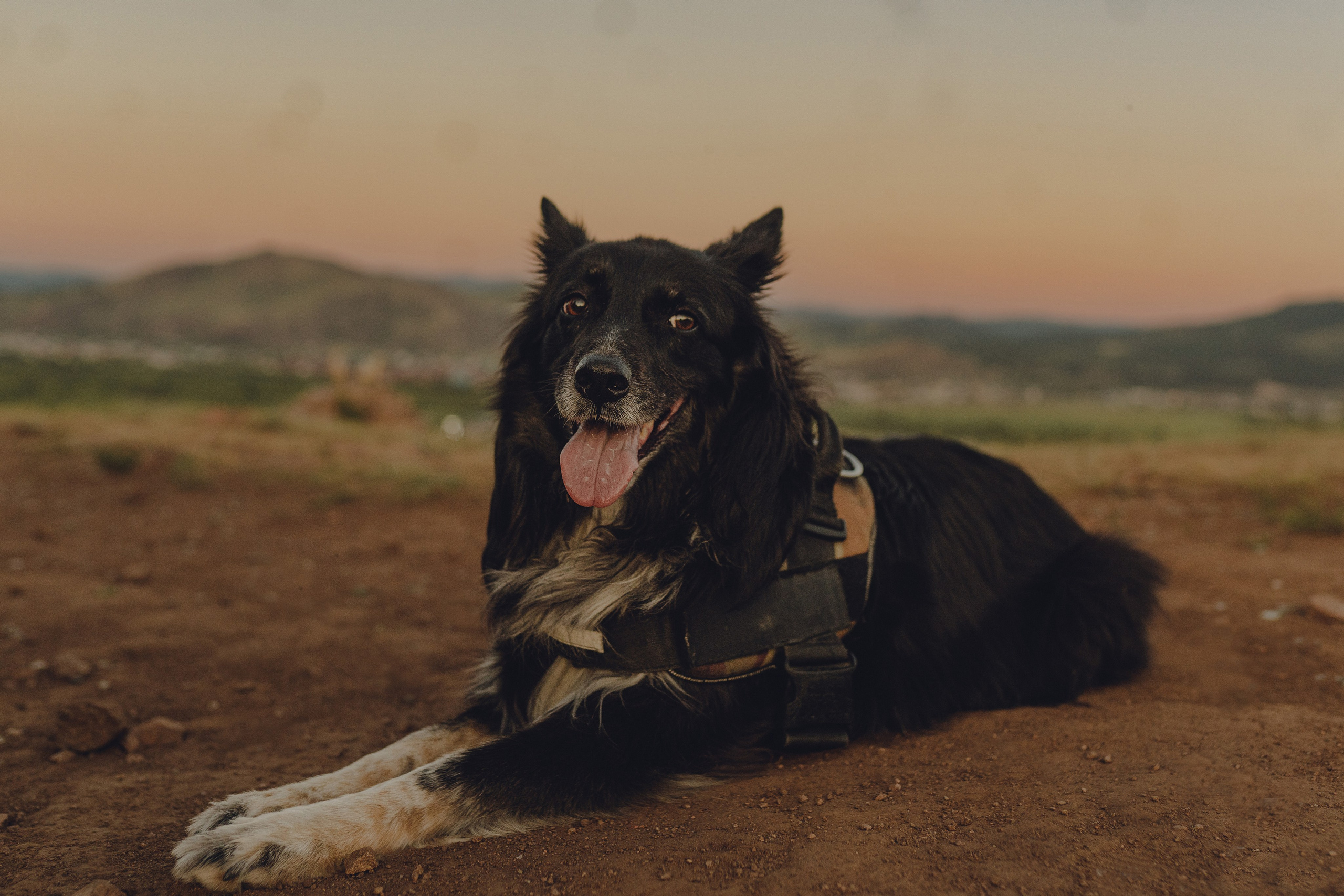 Настя и Умка. Фотограф анималист в Спб недорого Олеся Майорова