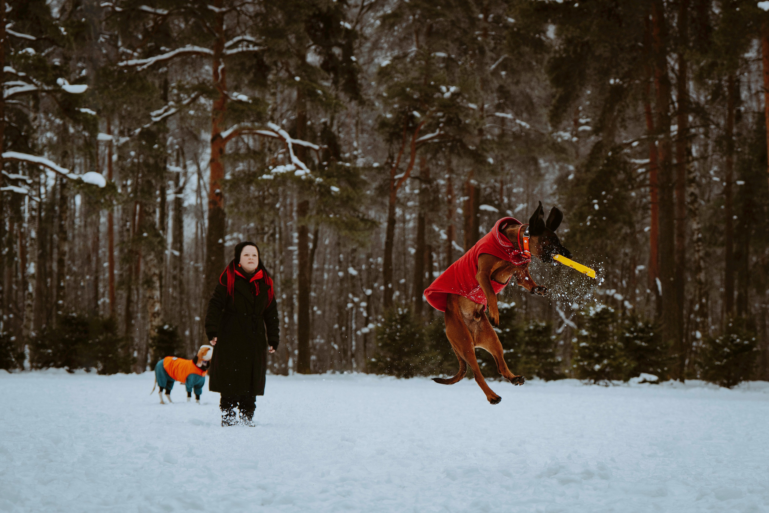 Ольга, Рора и Румпель. Фотограф анималист в Спб недорого Олеся Майорова