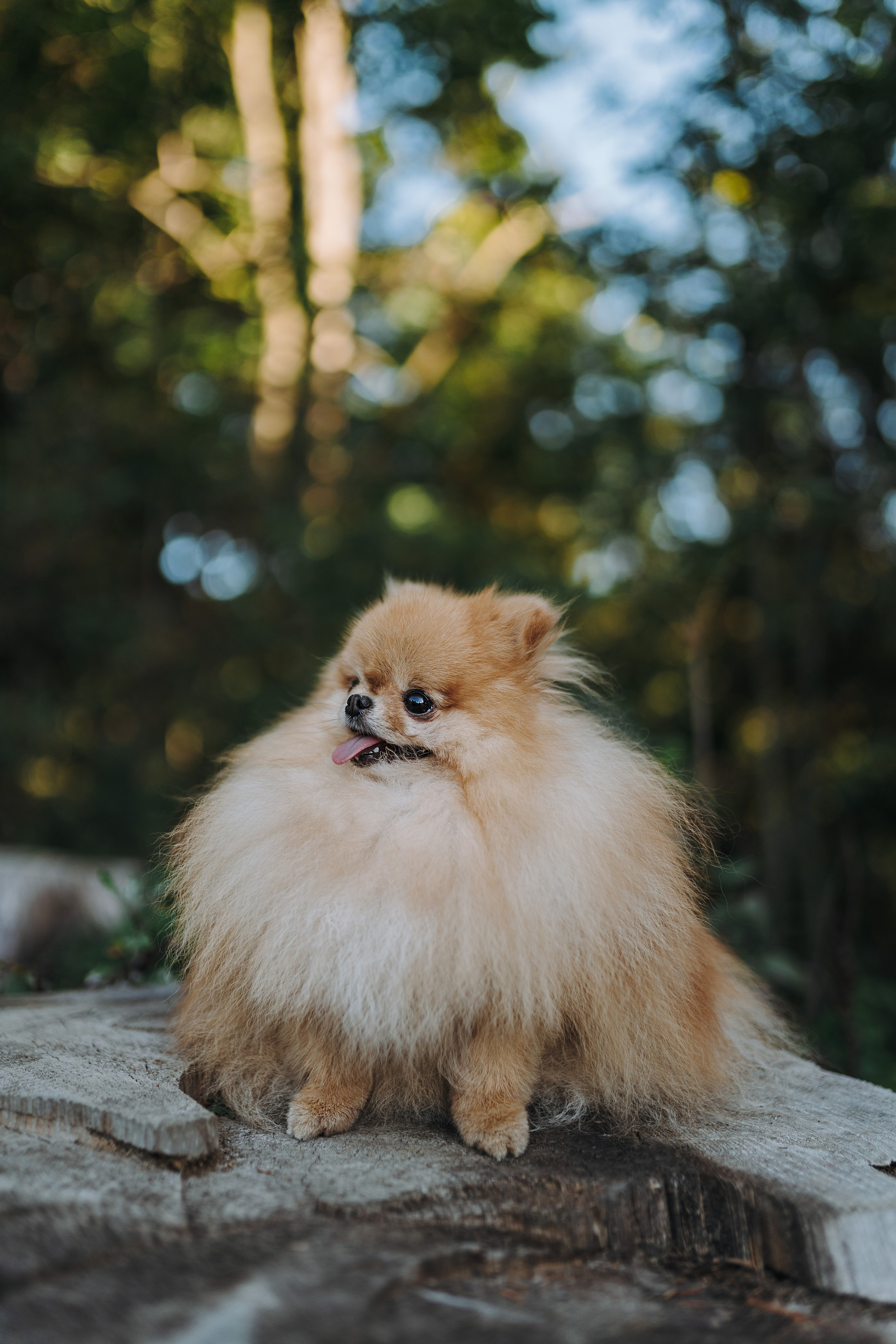 Наталья и Софа. Фотограф анималист в Спб недорого Олеся Майорова