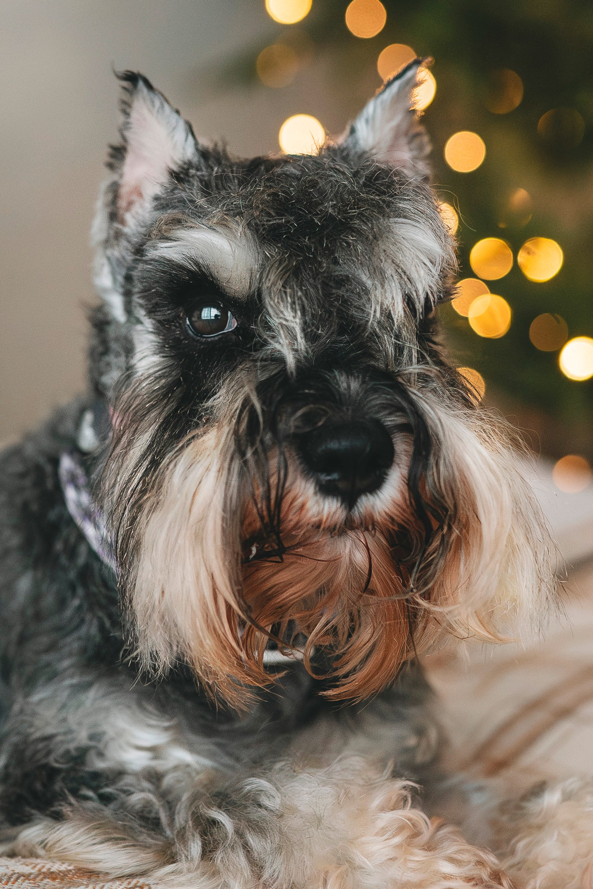 Ольга и Сатори. Фотограф анималист в Спб недорого Олеся Майорова