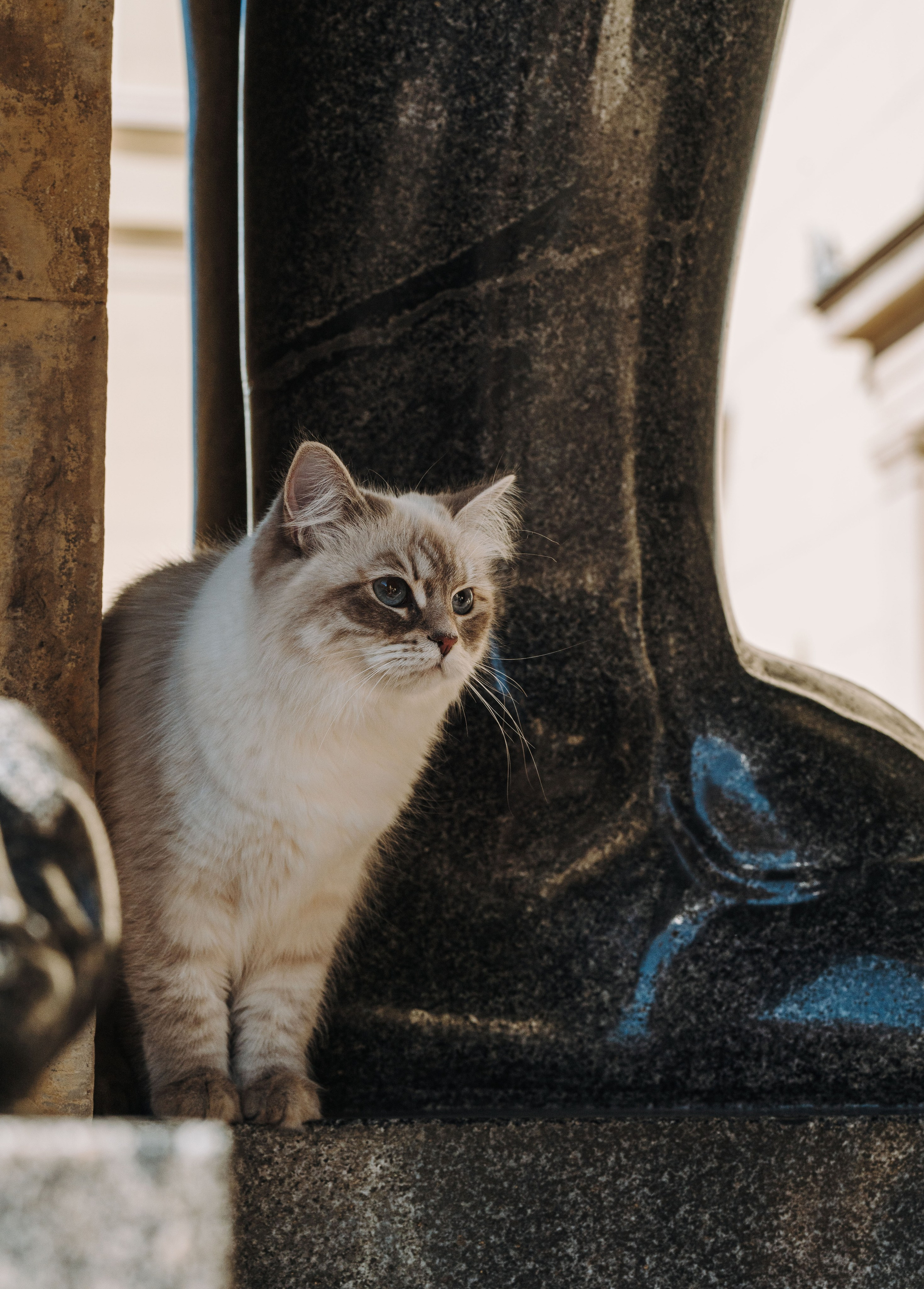 Сильвия, Полина и Никита. Фотограф анималист в Спб недорого Олеся Майорова