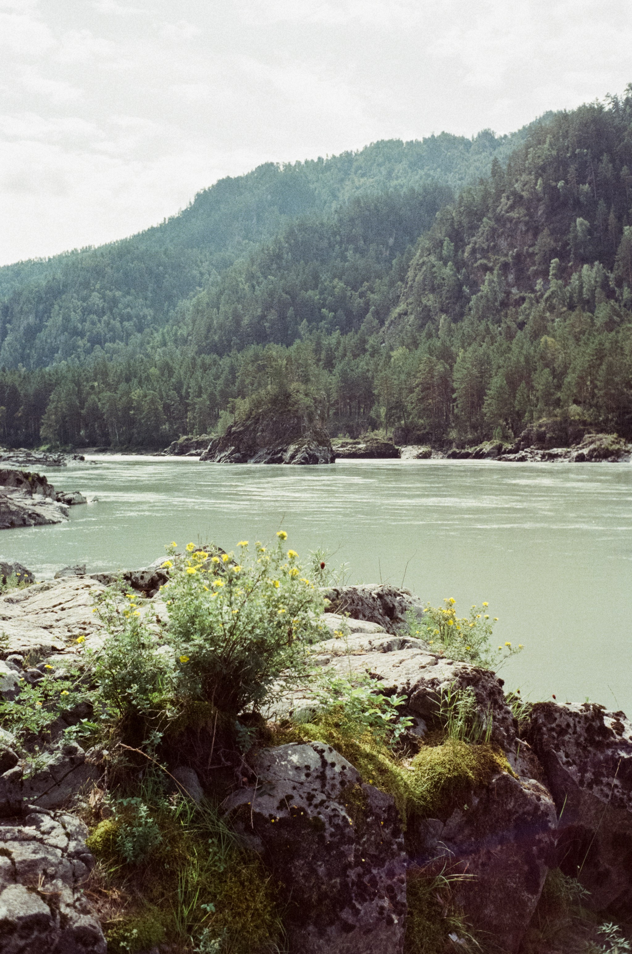 Горно-алтайский ботанический сад, база Кедровый остров / 27 августа 2024 года