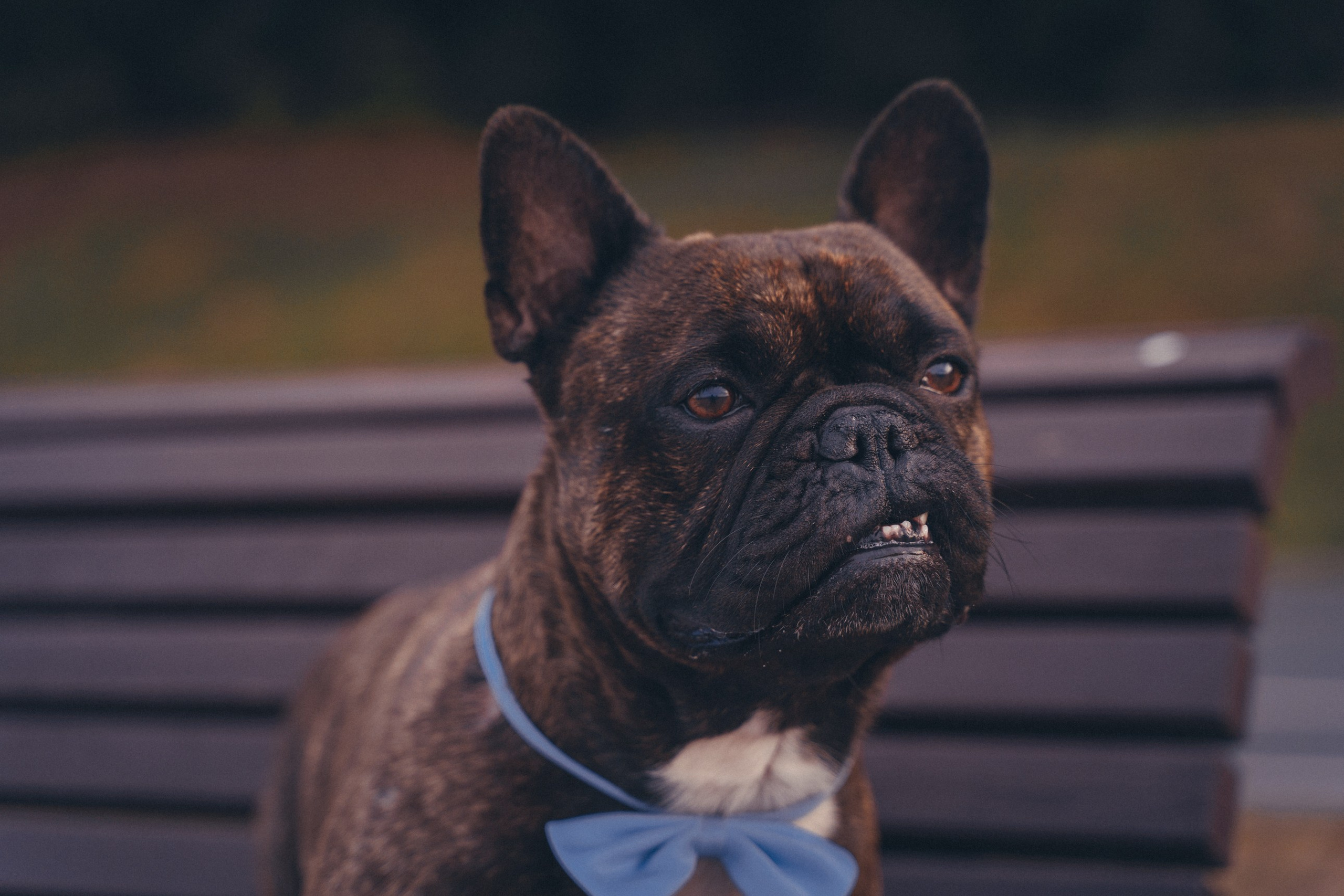 Ирина и Изюм. Фотограф-анималист, портретный фотограф в Чебоксарах Мария Садыкова