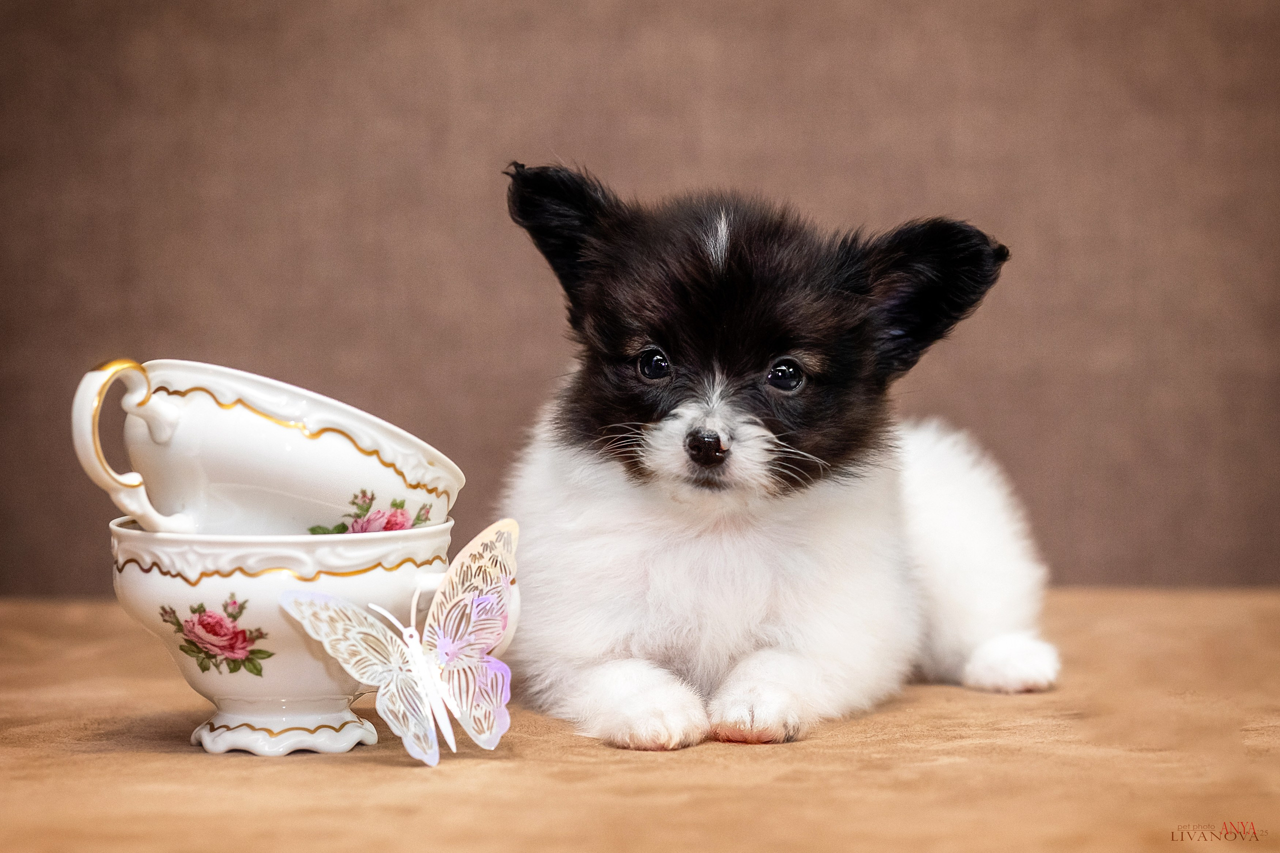 Папийончики. Фотограф анималист Аня Ливанова | Рыбинск