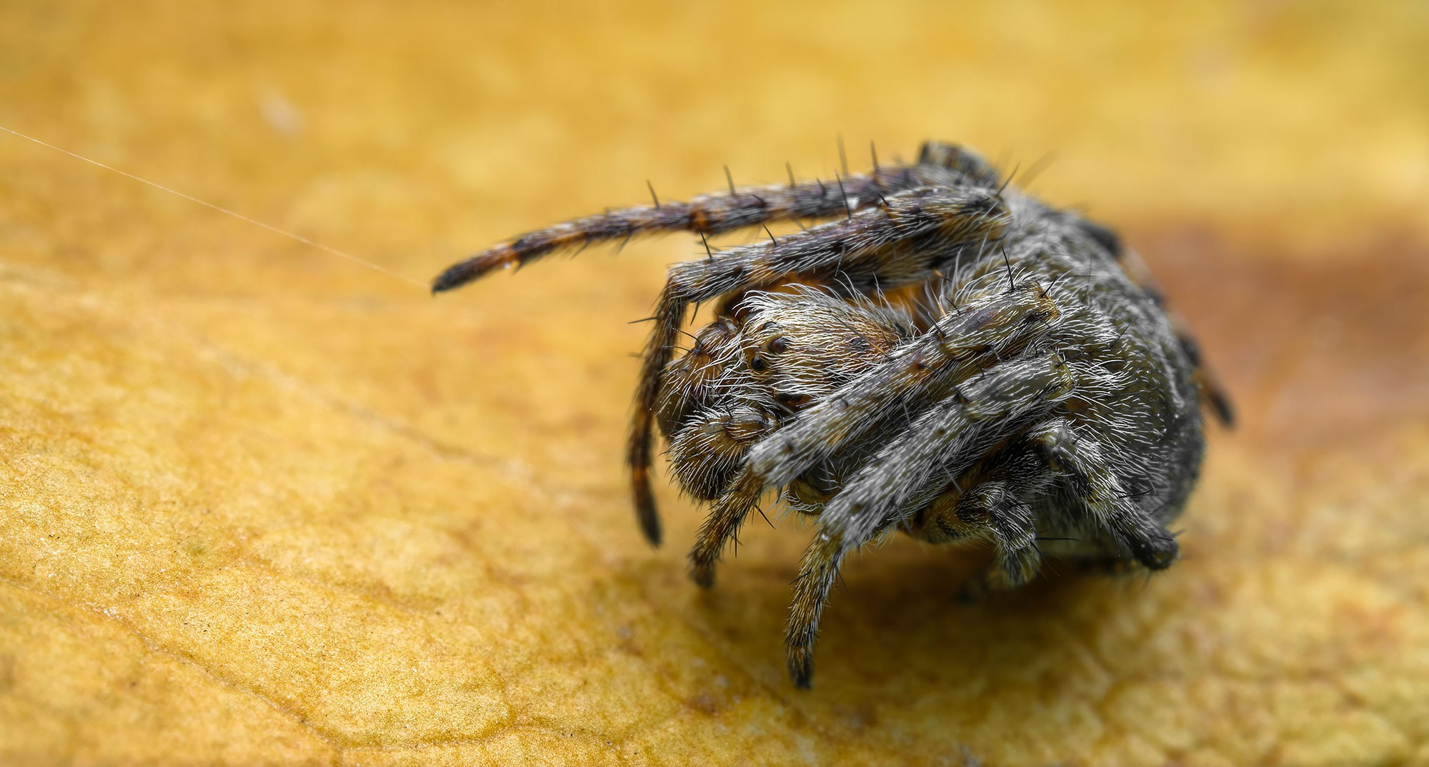 Макросъемка