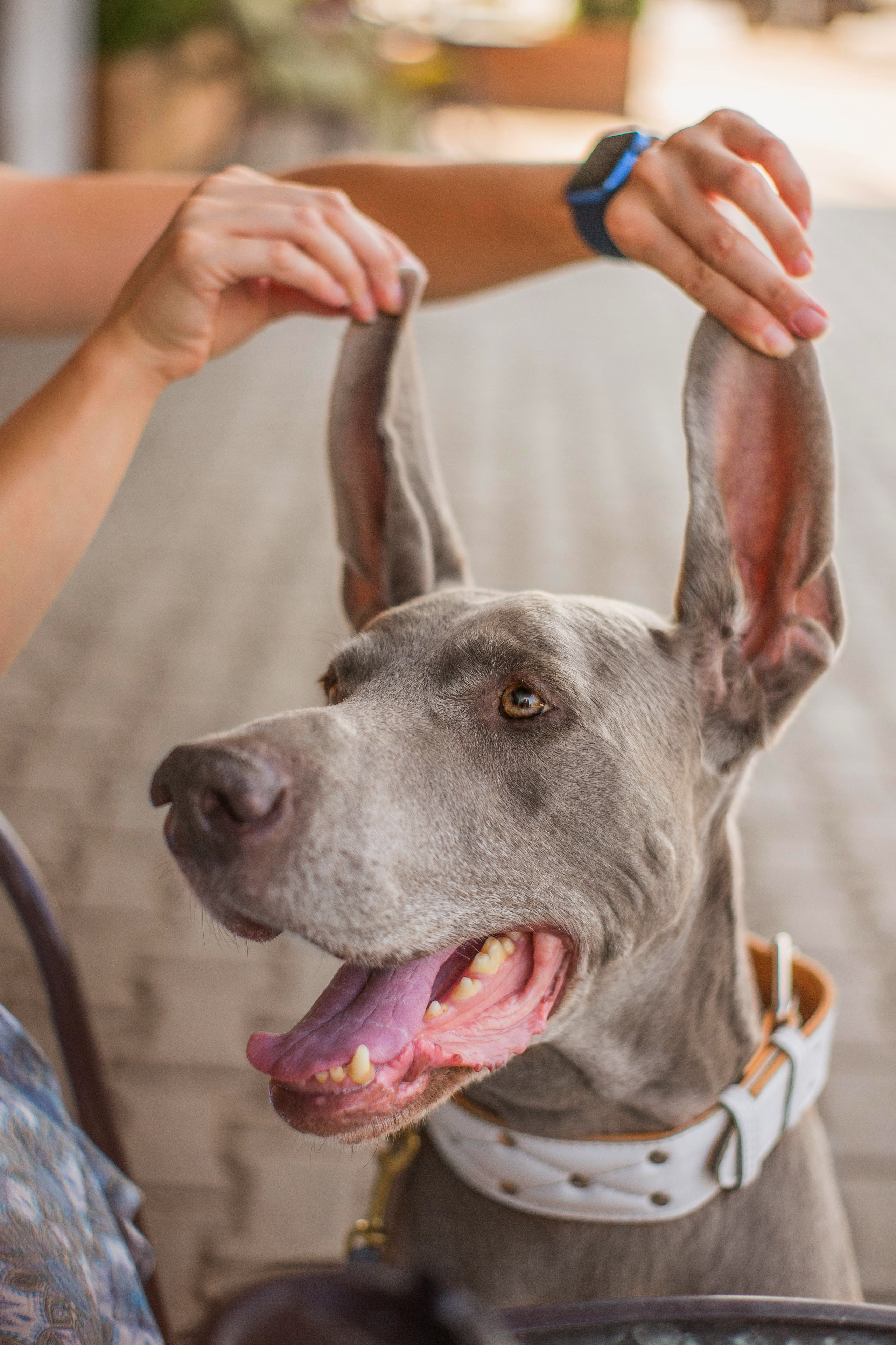 Евгения и Данте. Https://moshkovaphoto.ru/