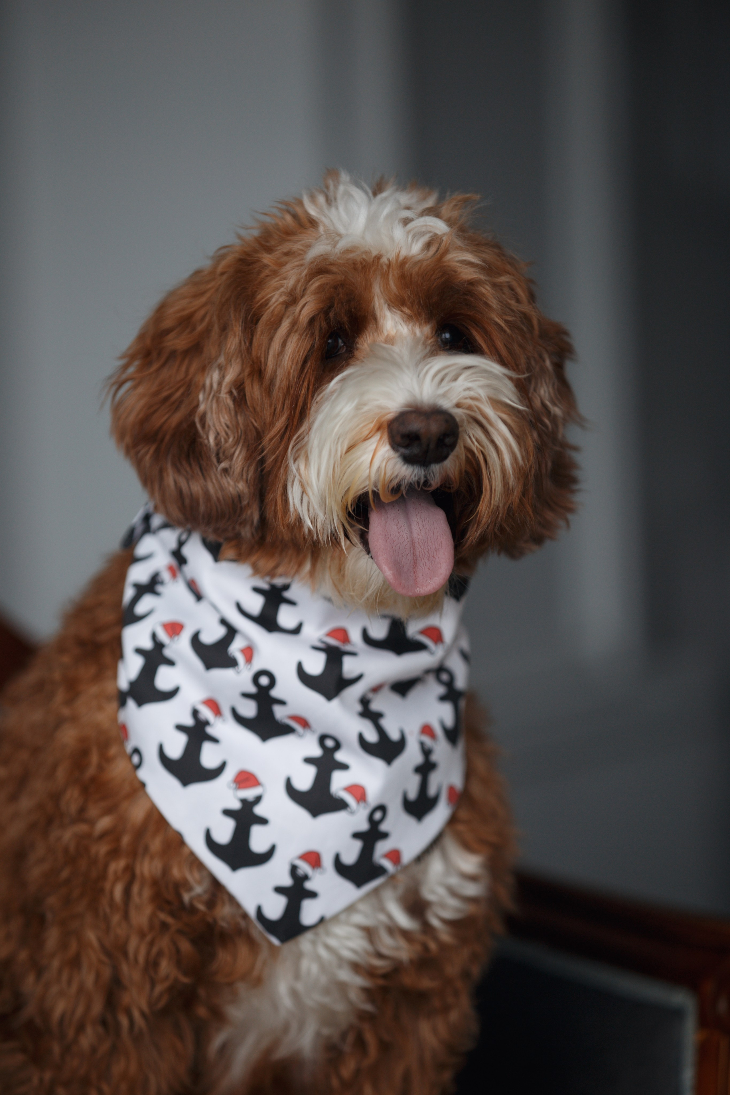 Bmbh лежанки и адресники. Фотограф анималист Кристина Карпова, Москва