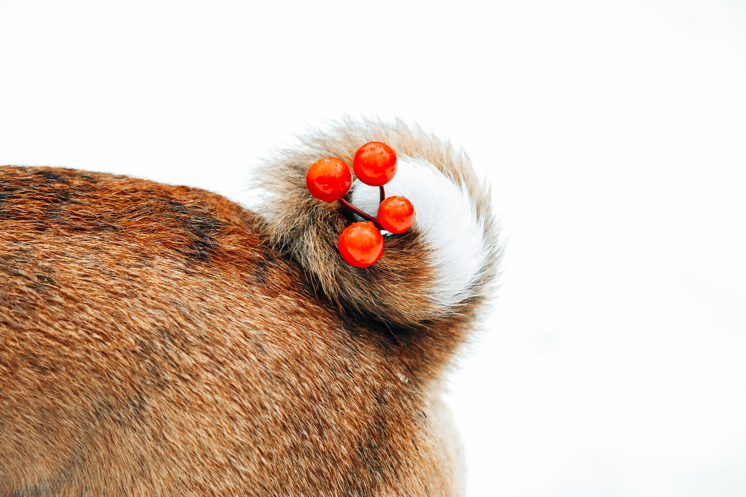 Басенджи Мэнни. Htykk_photo