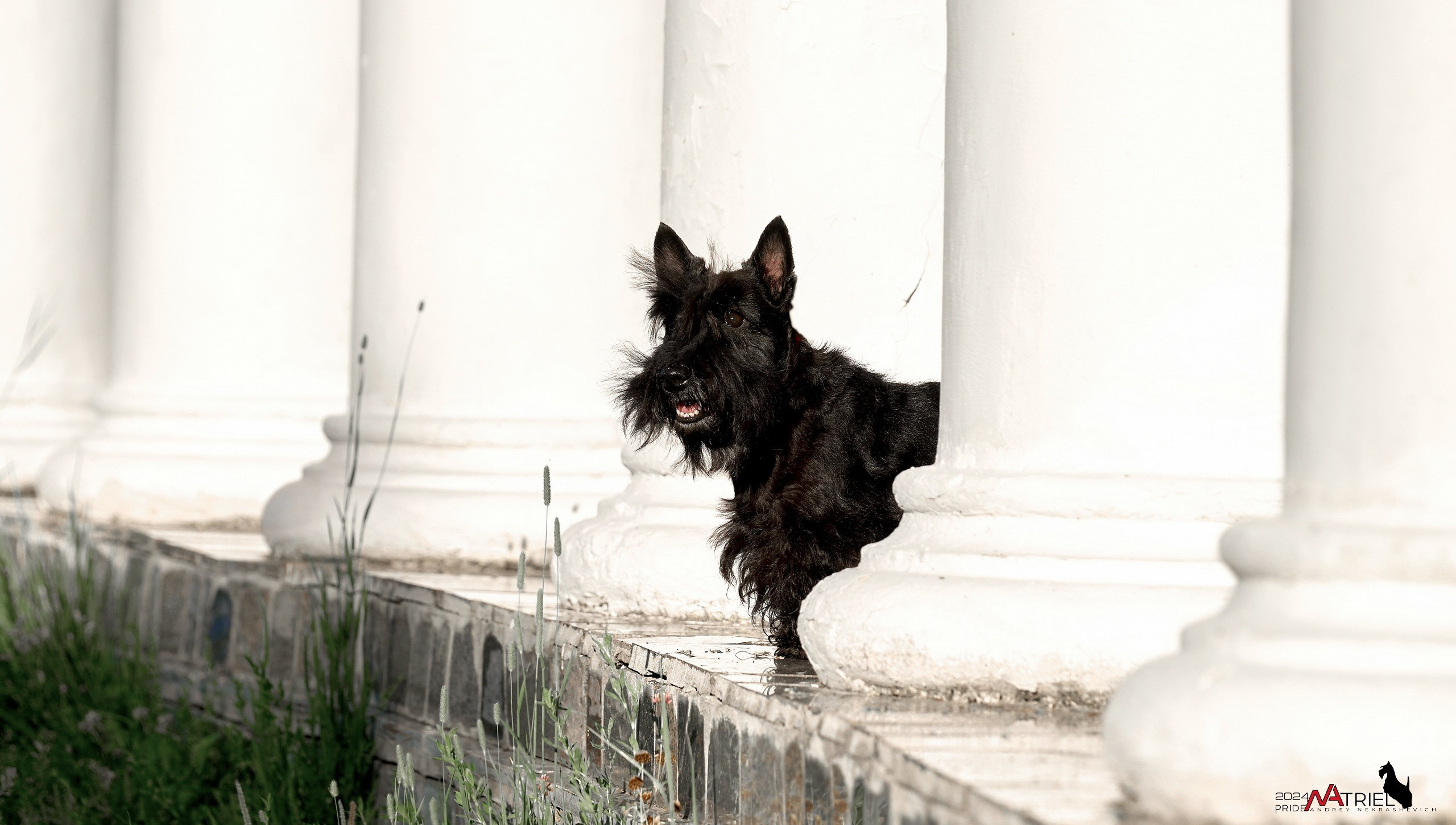 Семейная фотопрогулка с собаками