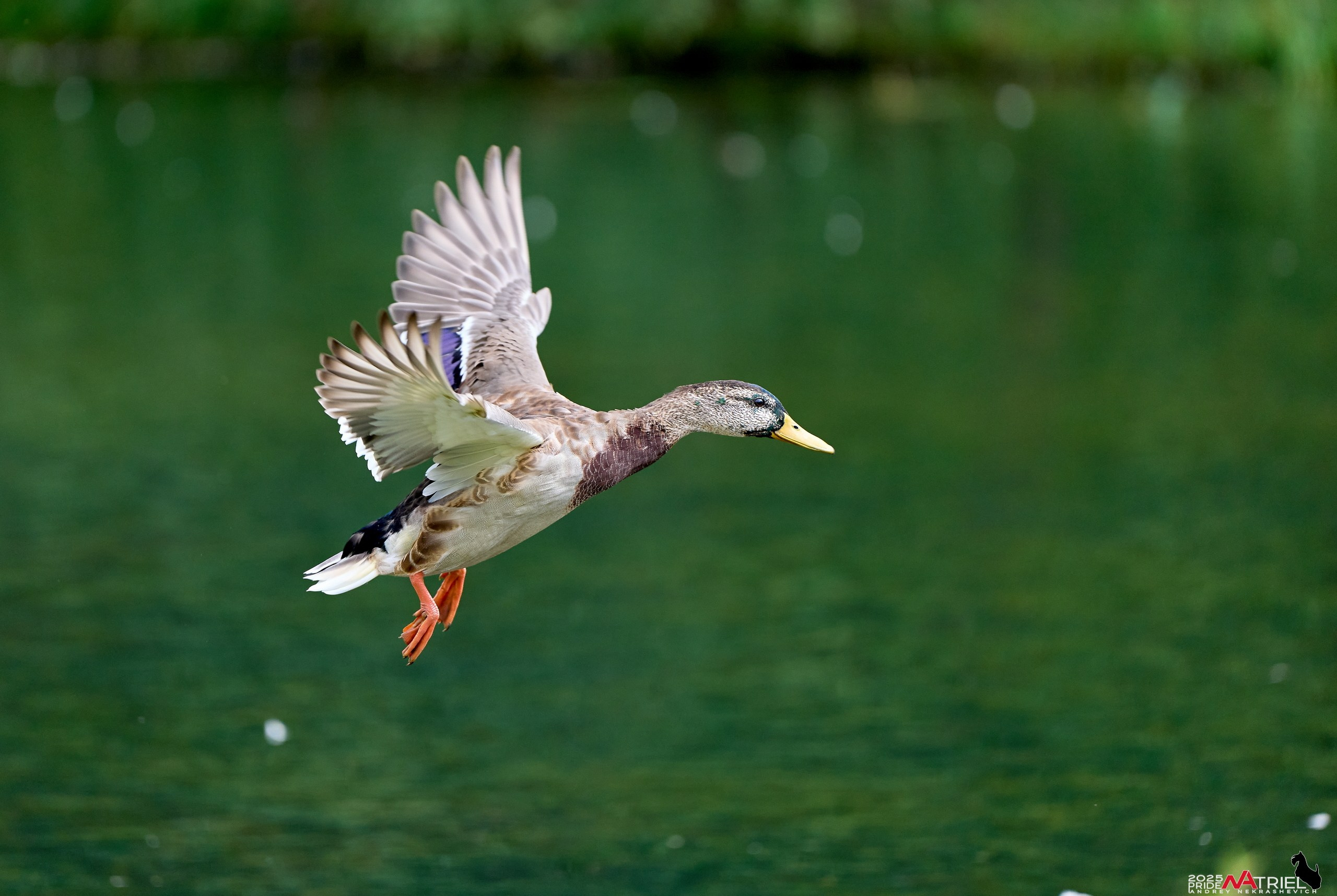 Утки на пруду