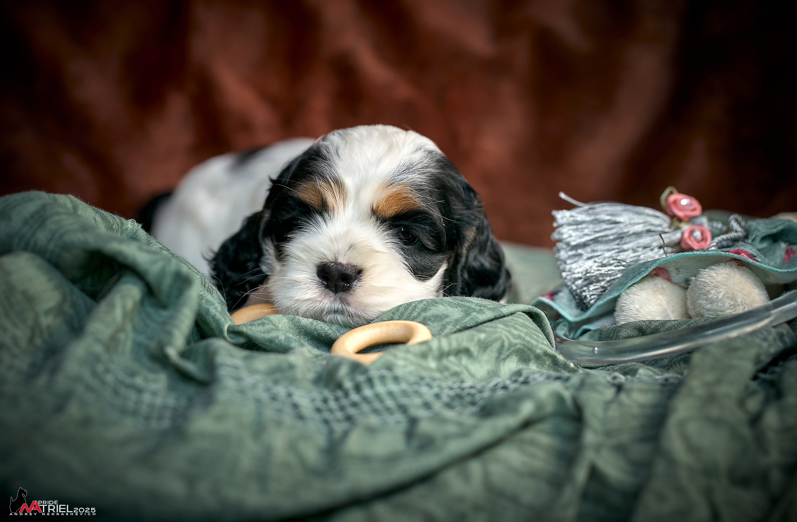 Щенки АмКокеров