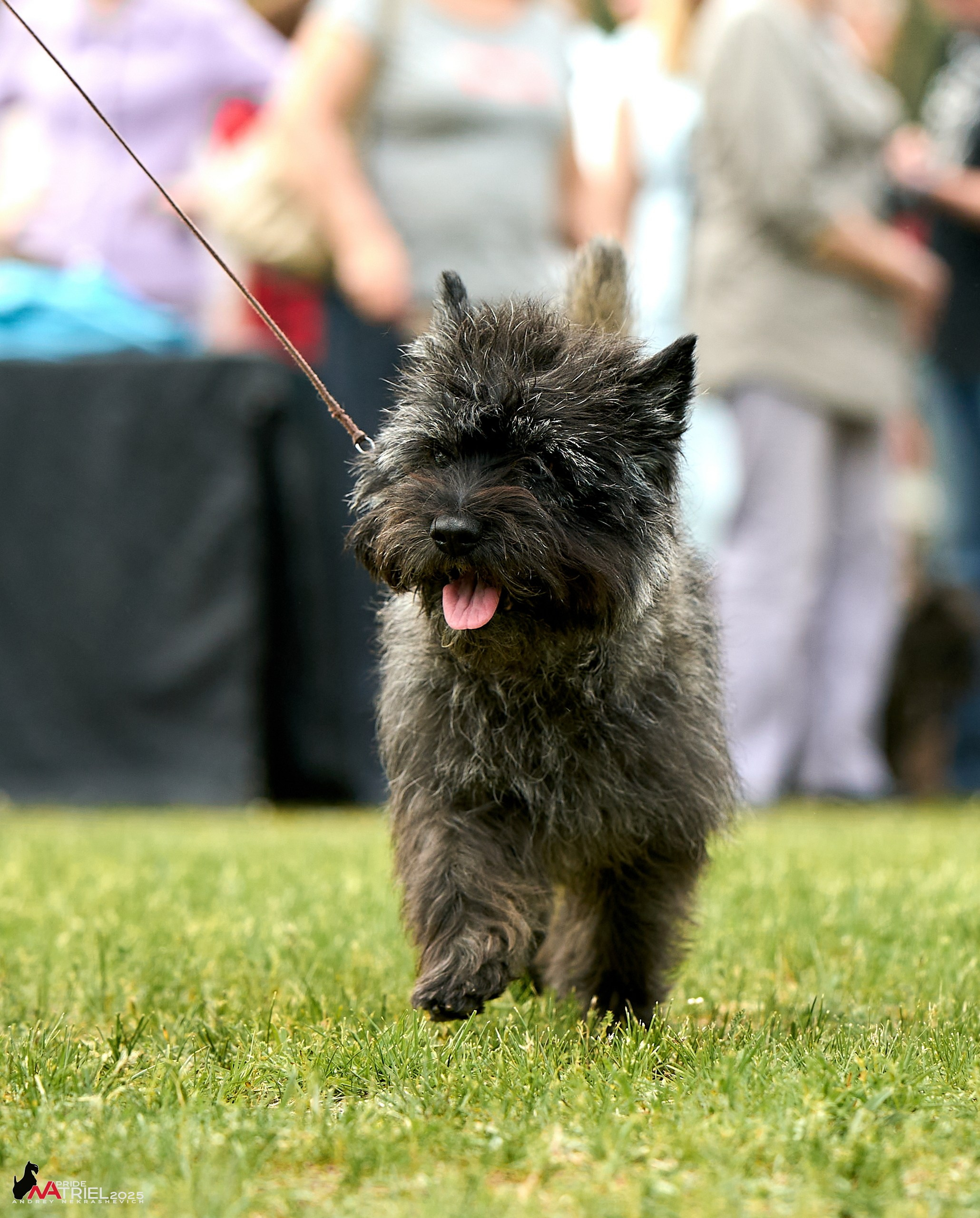 Выставка собак Суздаль-Владимир
