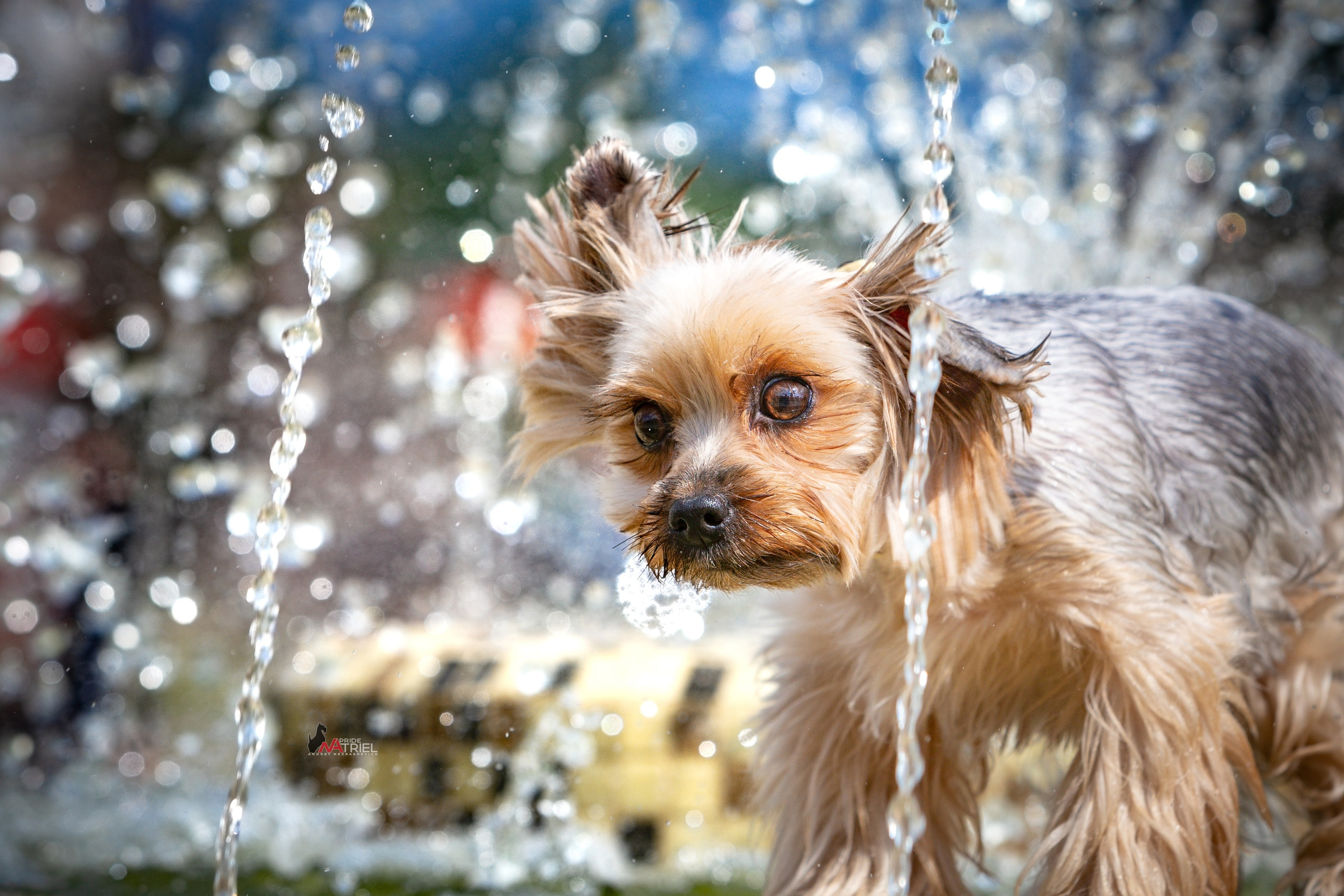 Йоркширский терьер Циля