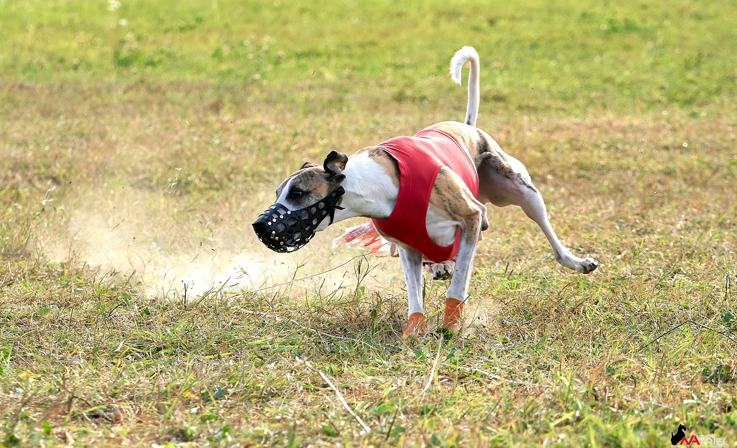 Съемка курсинг — галерея NATRIEL