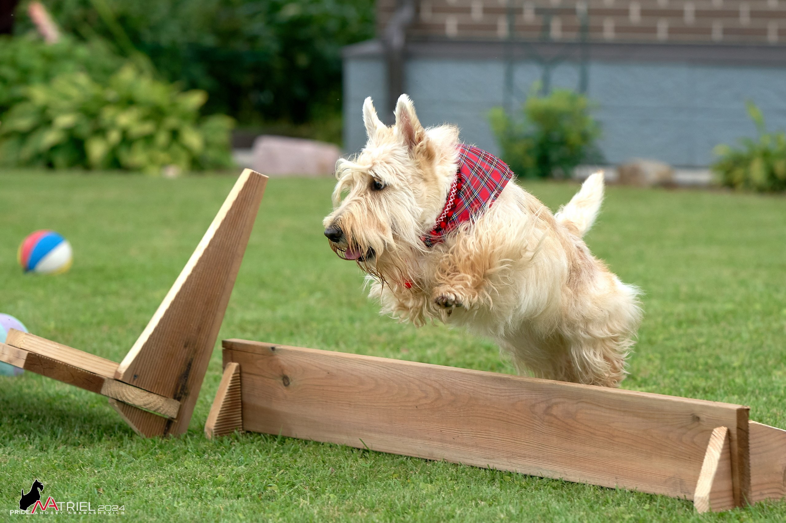 Скотчесемья «ИмпериалИти»