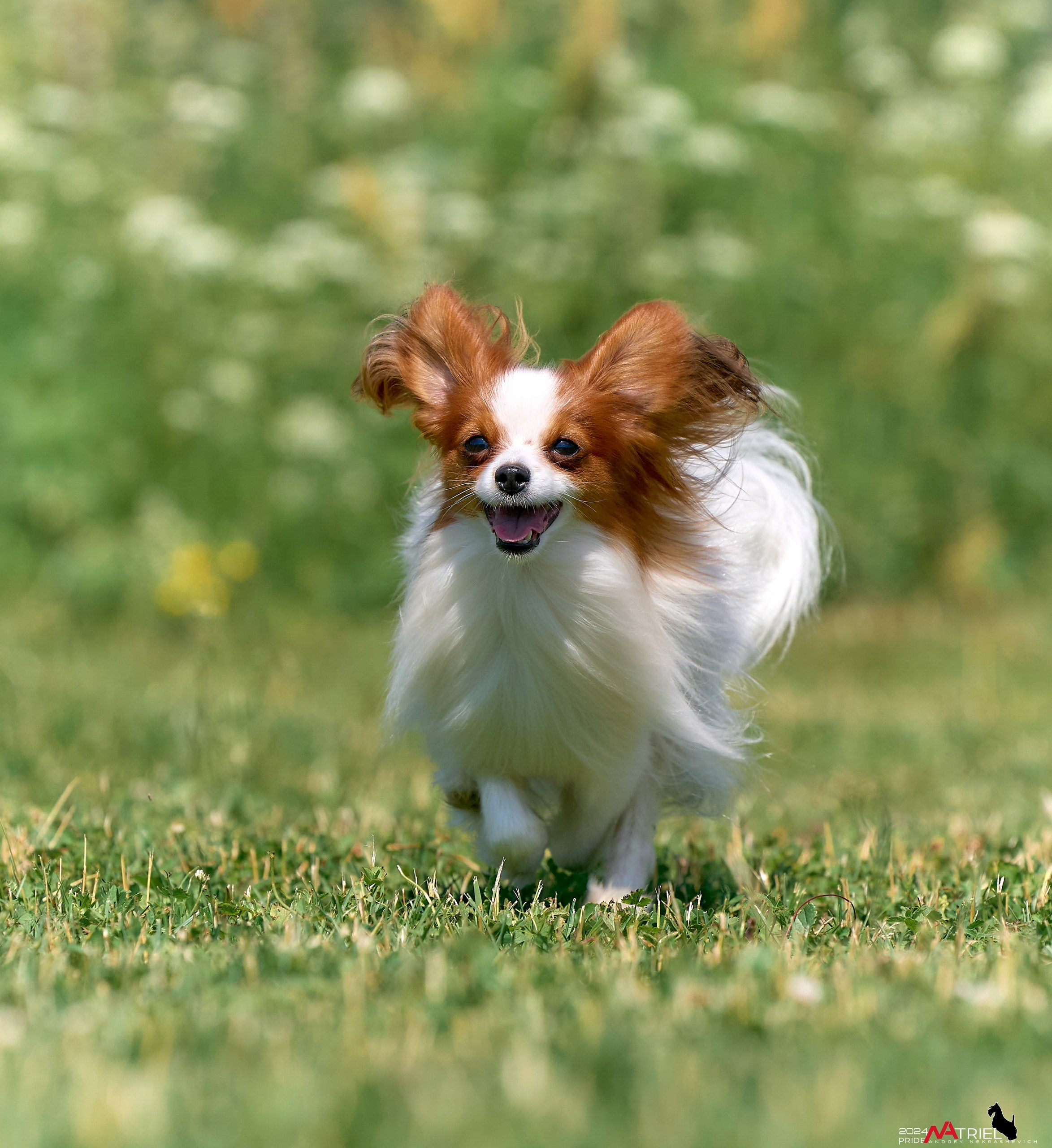 Репортаж из кинологического лагеря