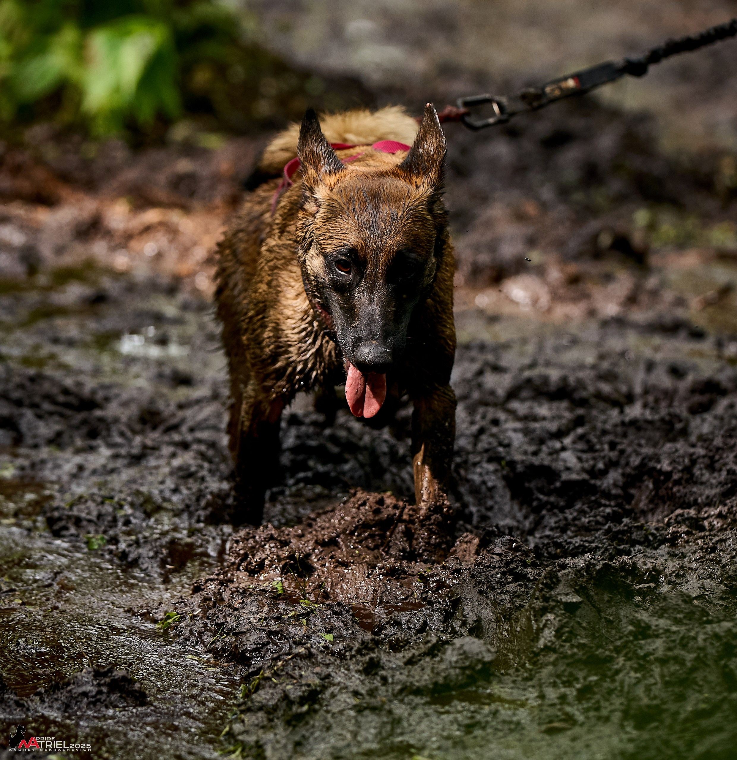 Russian Extreme Dog Trail — 2025