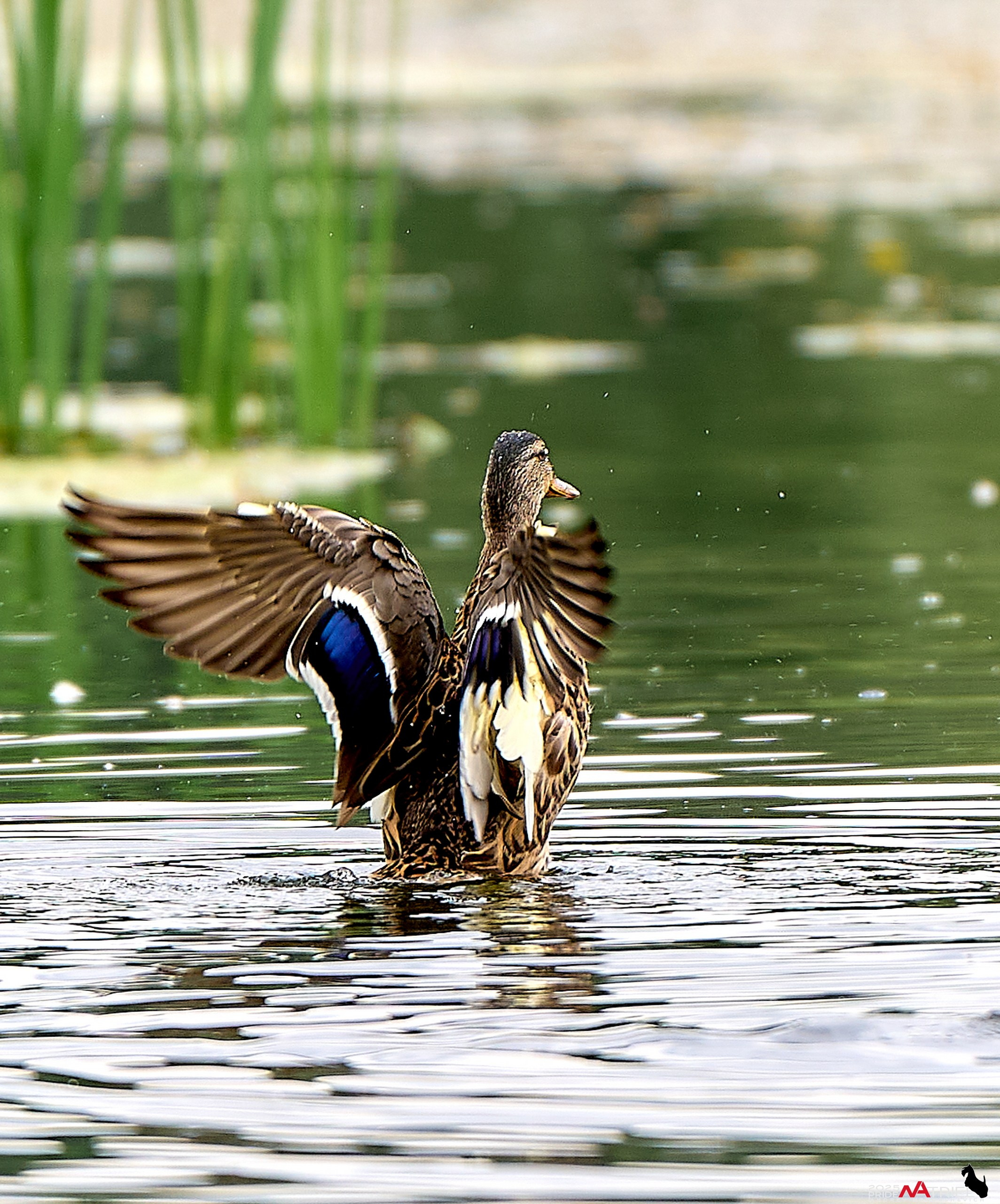 Утки на пруду