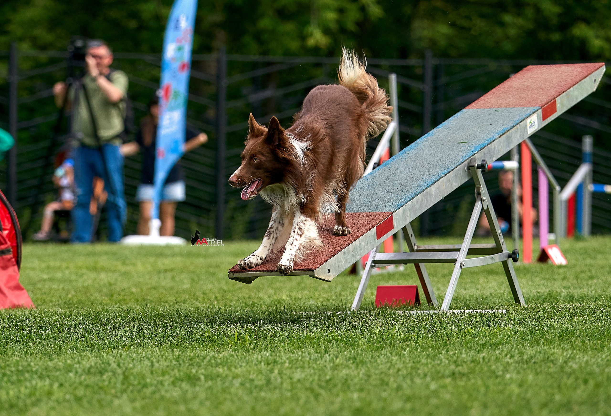 Аджилити — галерея NATRIEL