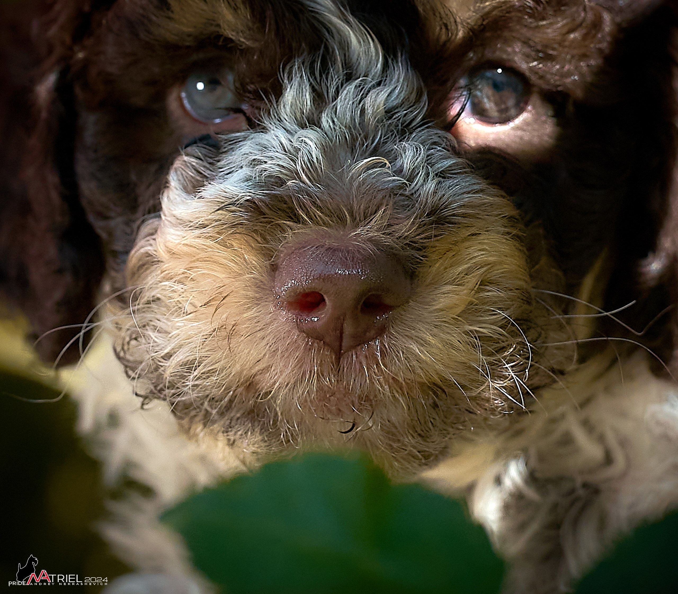 Съемка щенков лаготто