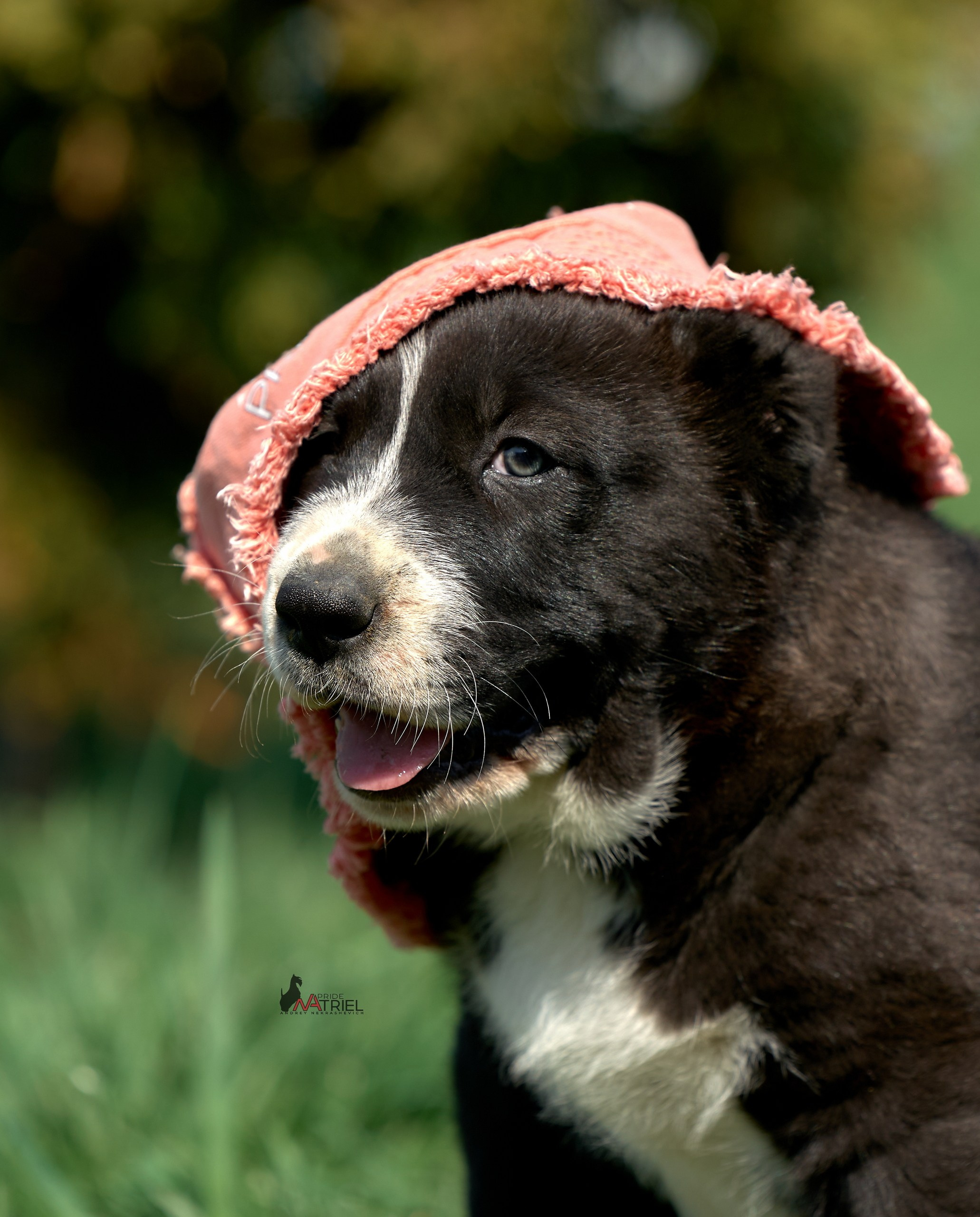 Среднеазиаты — щенки и взрослые