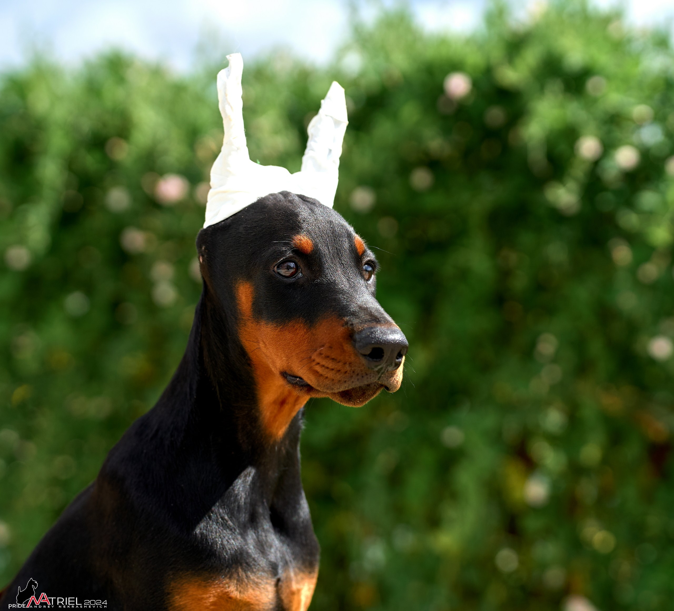 Съемка щенков доберманы