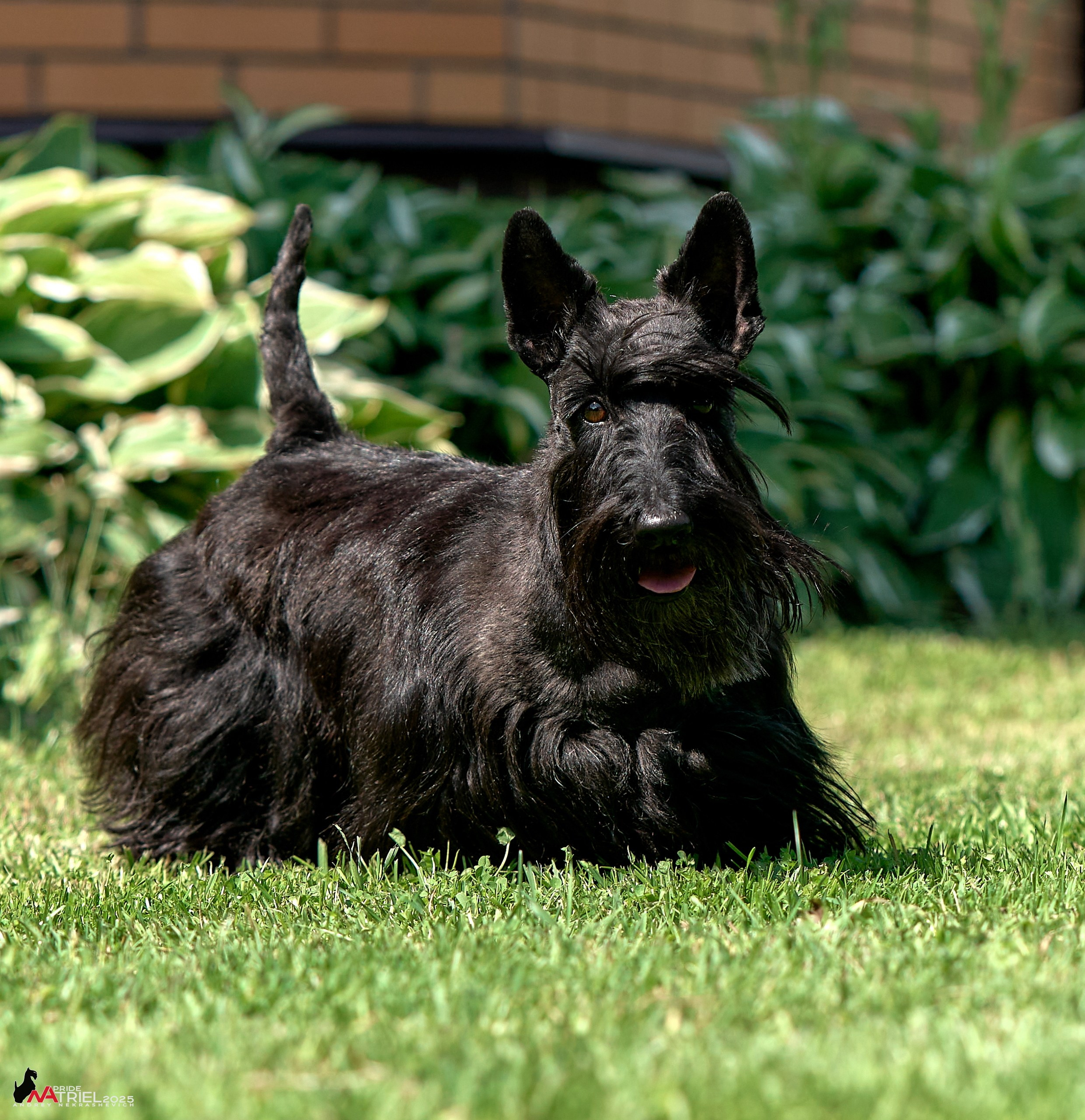 Алабаи и скотч-терьеры в питомнике у Ольги