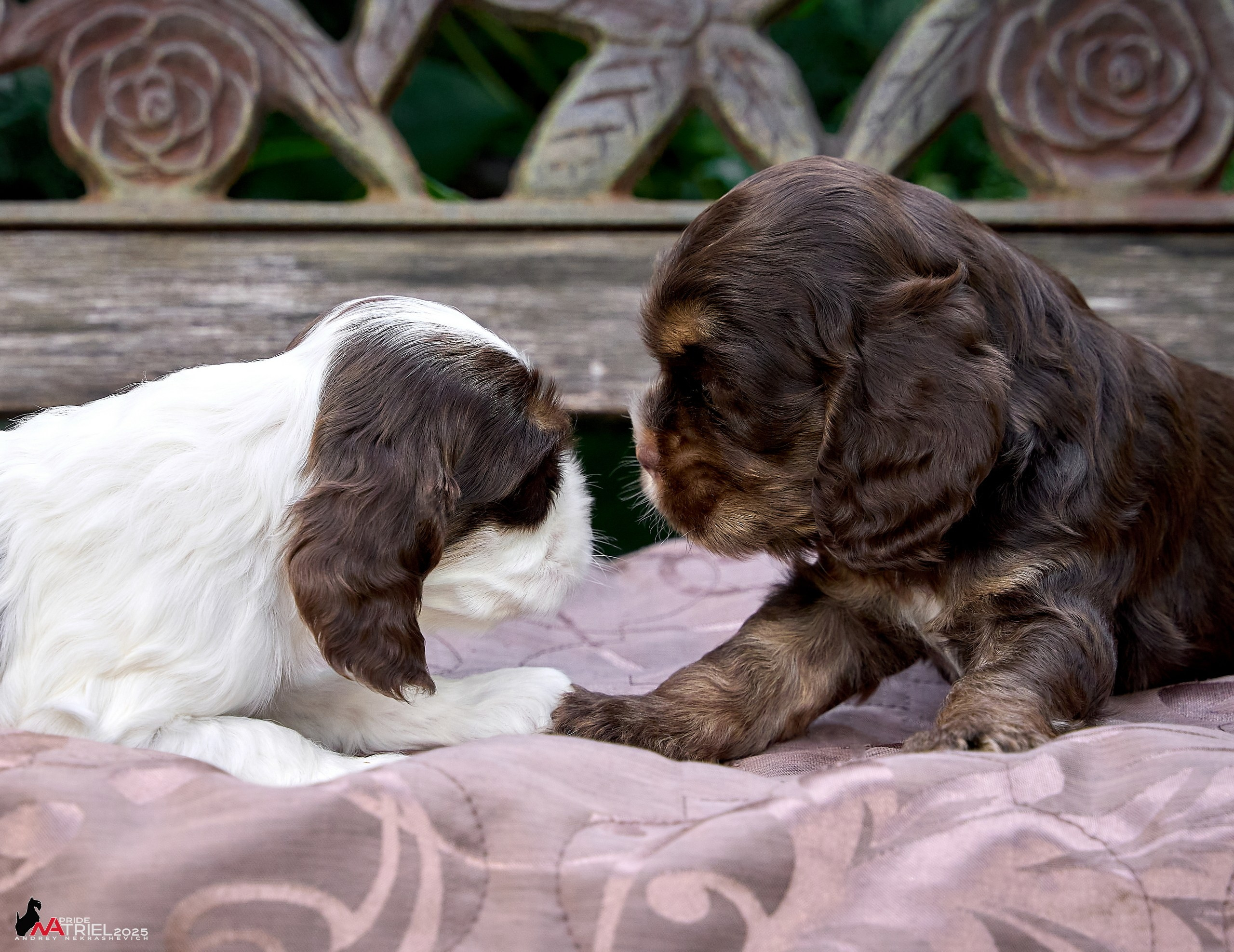 Щенки АмКокеров