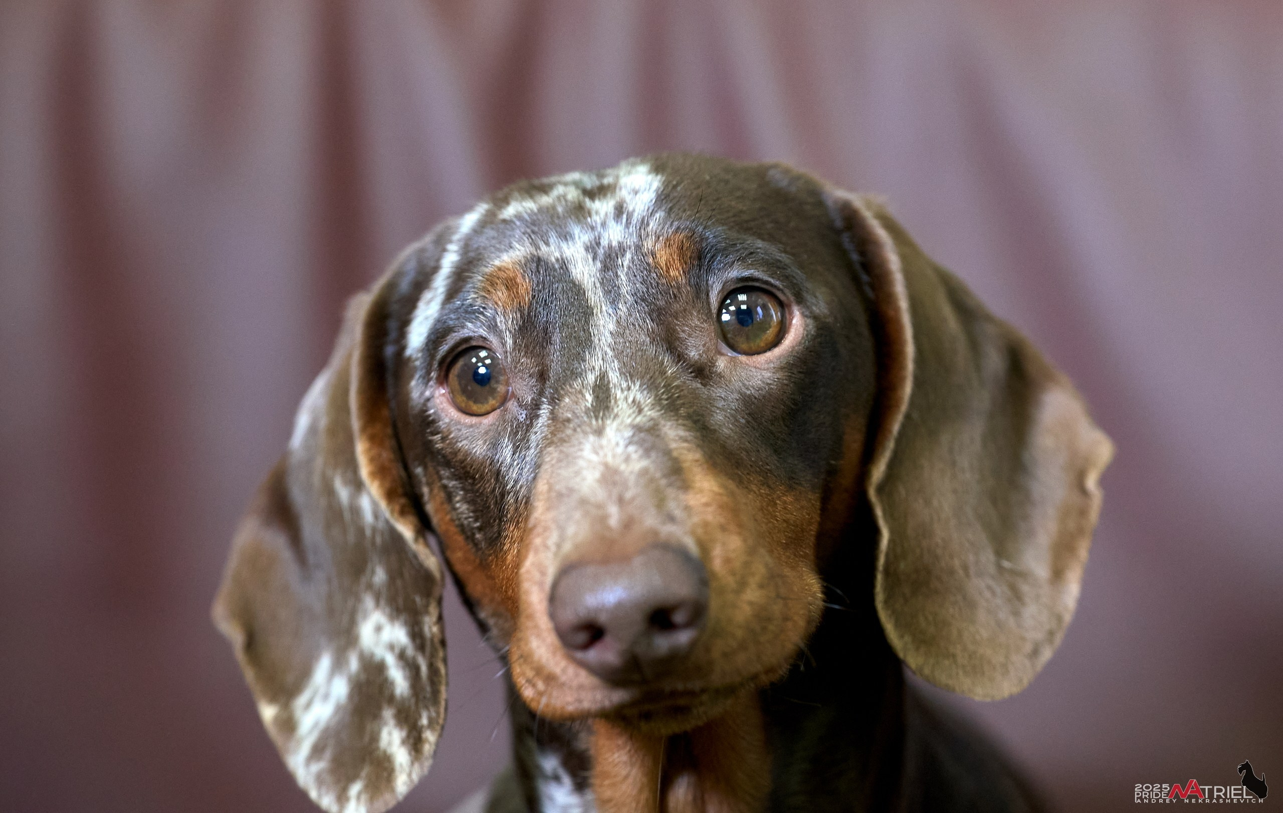 Съемка щенков таксы с мобильным светом