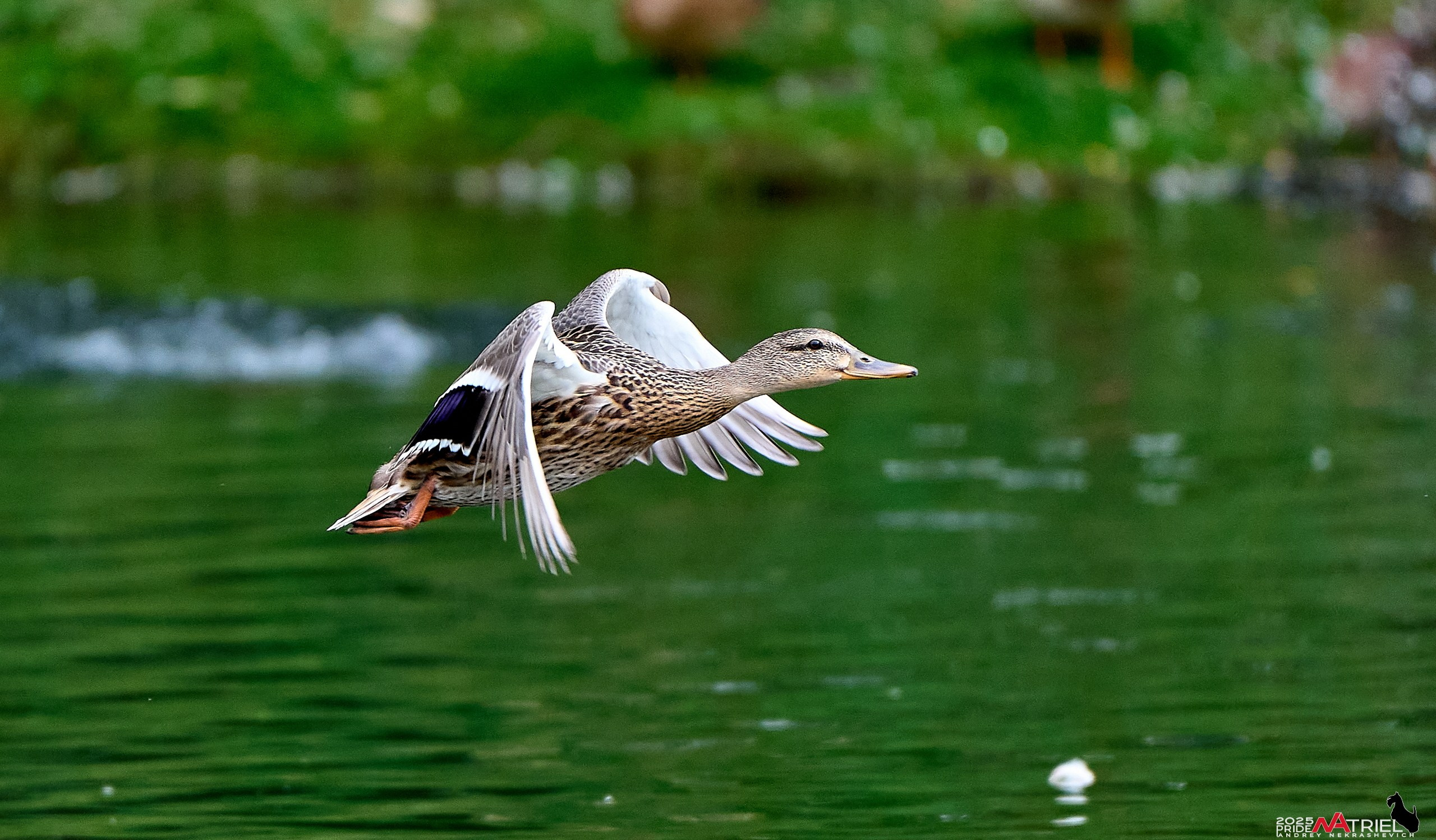 Утки на пруду