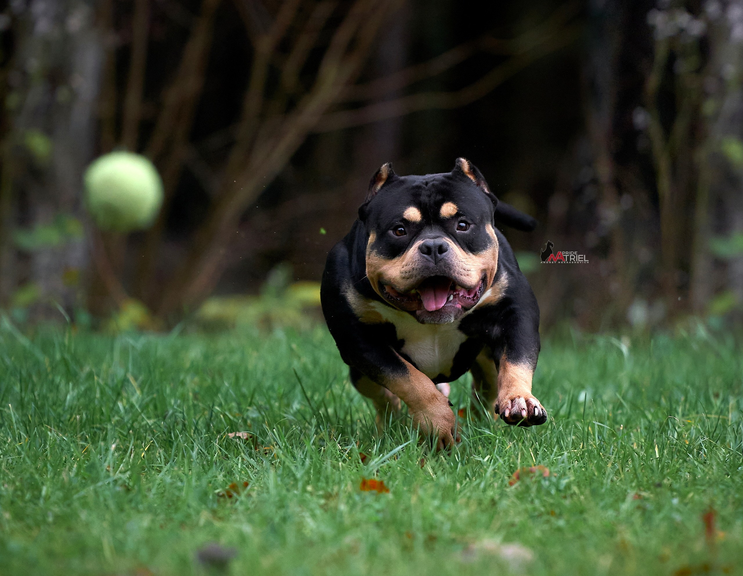 Прогулка в движении — галерея NATRIEL