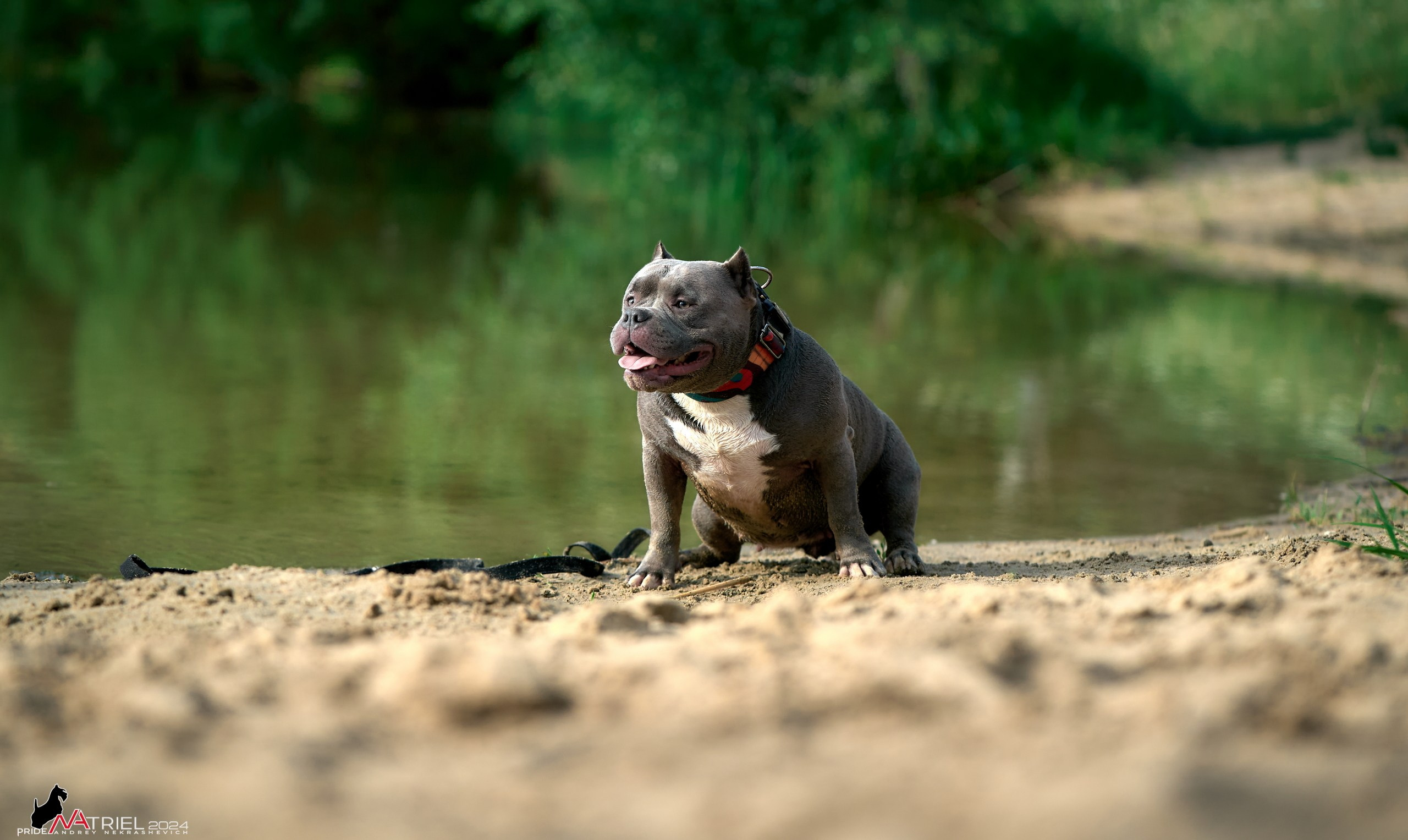Фотопрогулка с булли