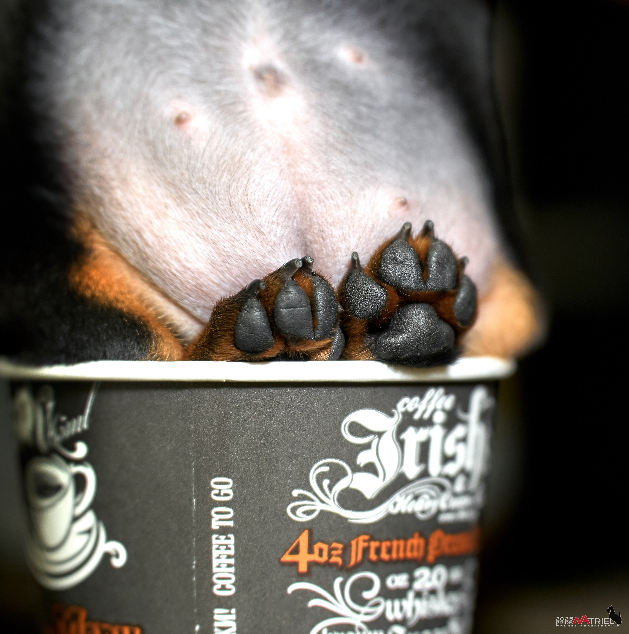 Съемка щенков таксы с мобильным светом