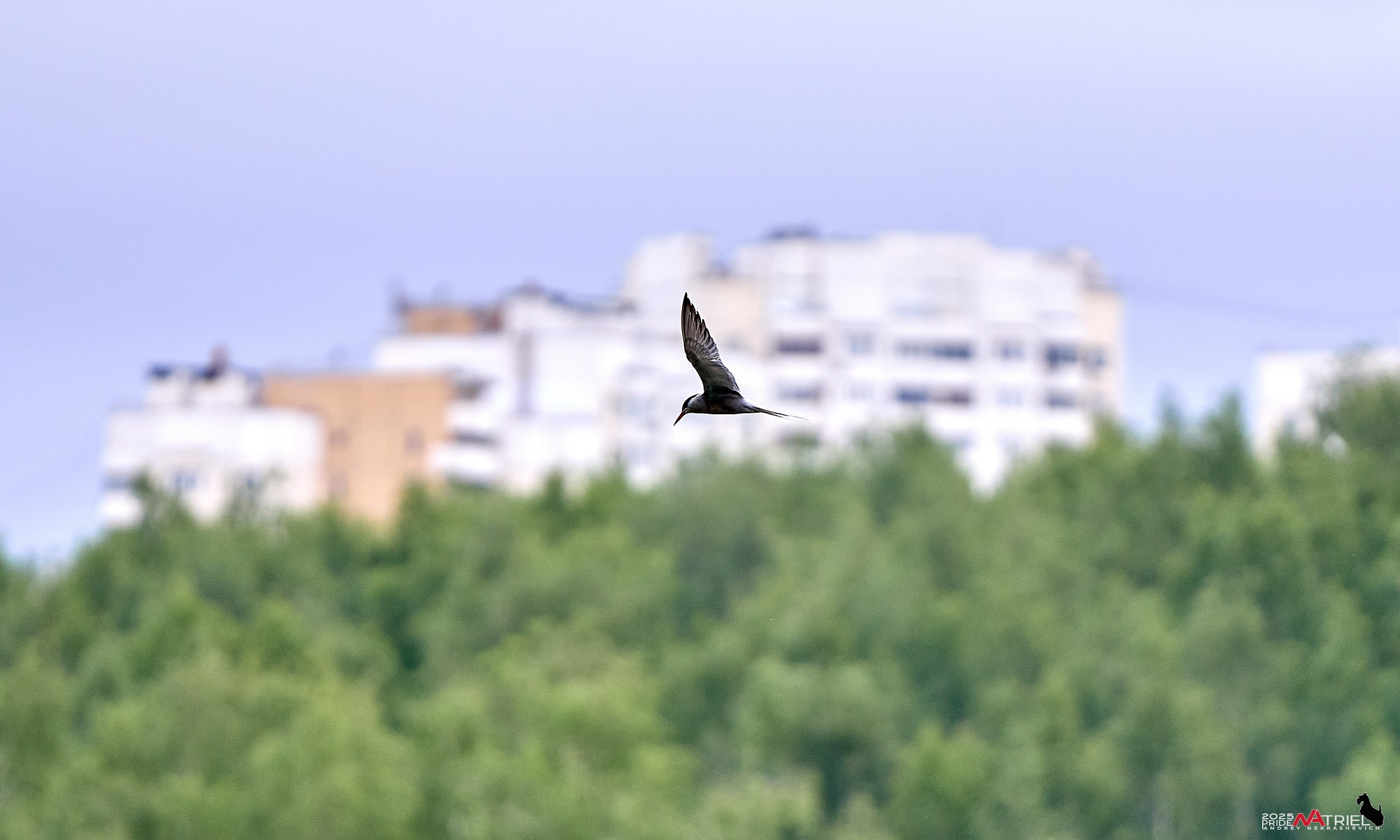 Съемка в парке на воде