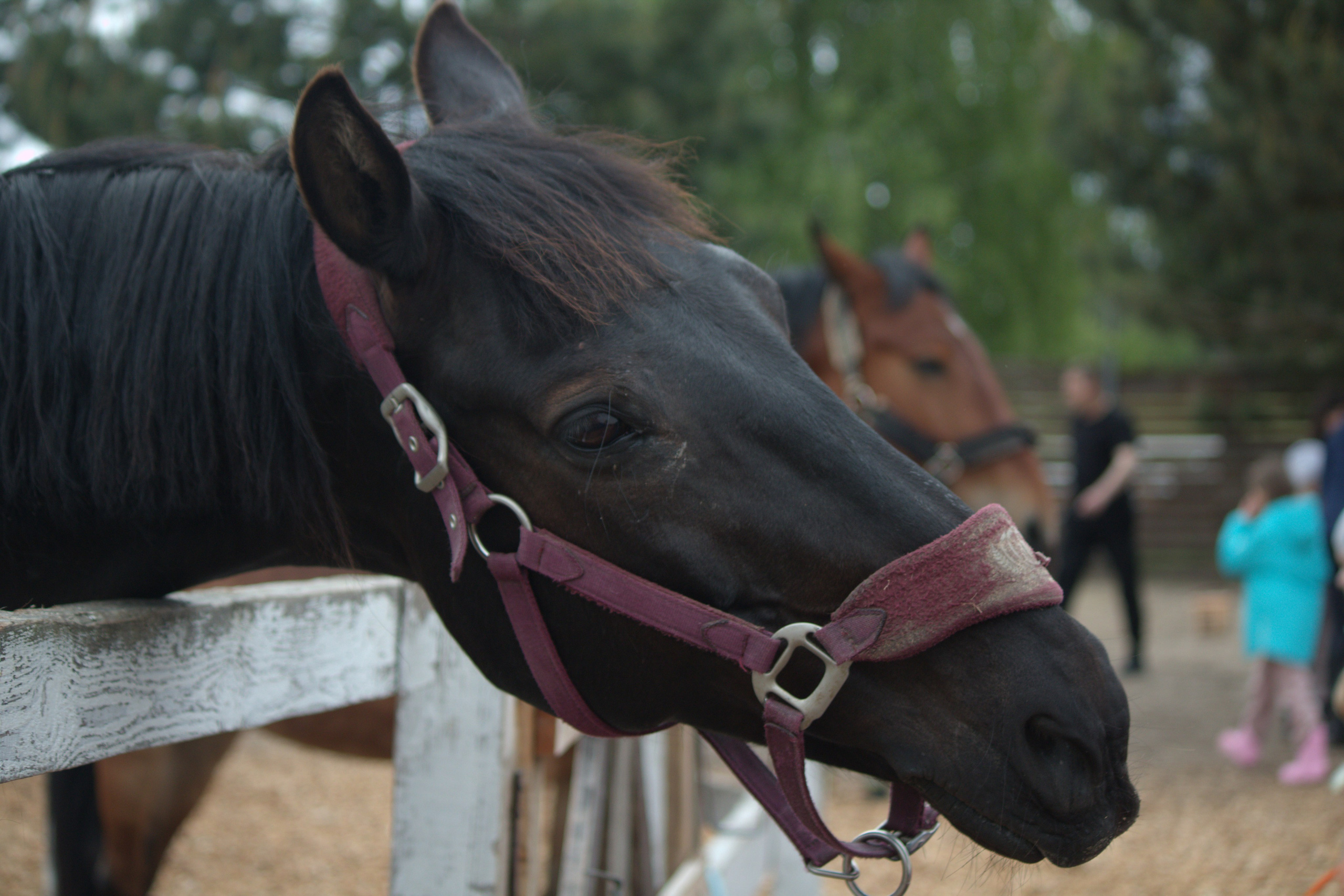Чёрный конь,  портрет