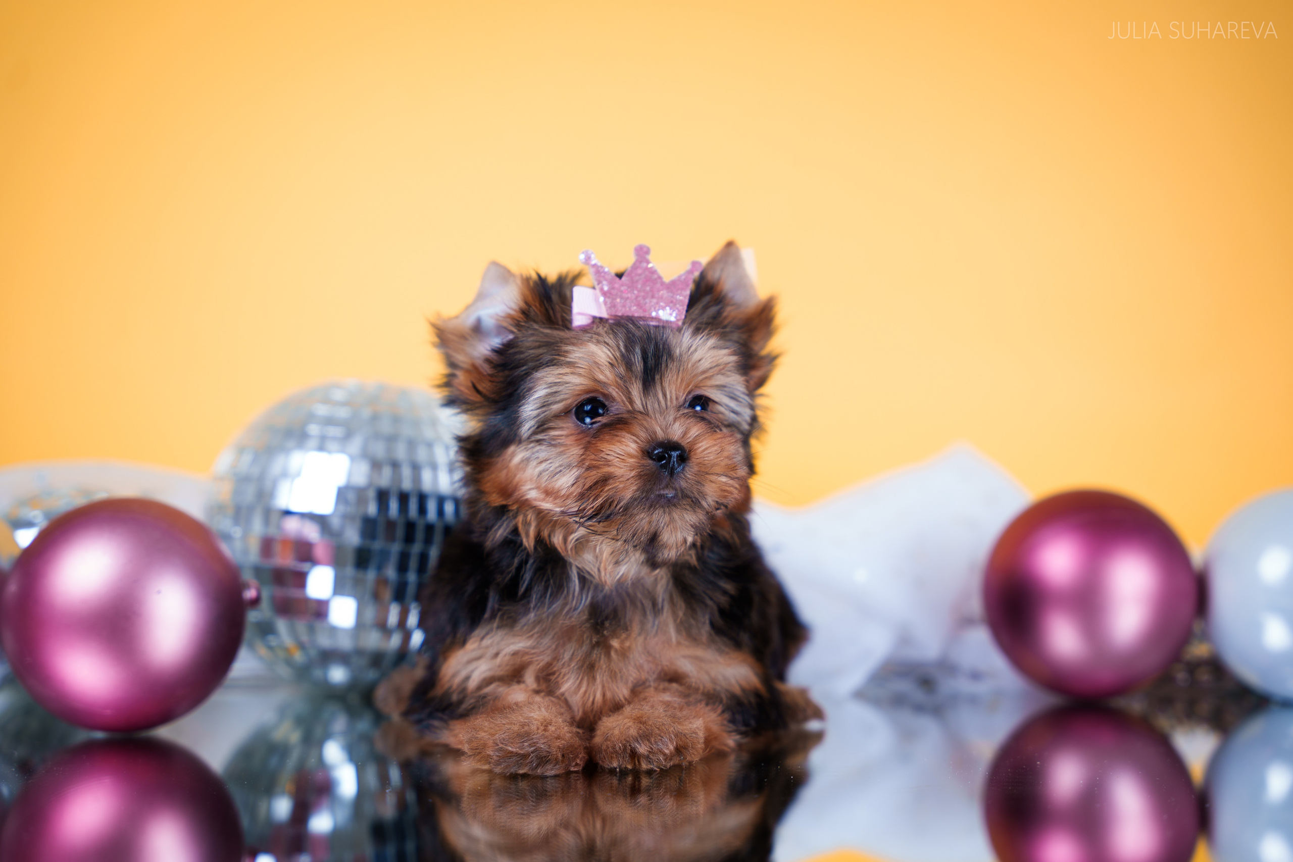 Йоркширский терьер (домашняя съемка). Главная