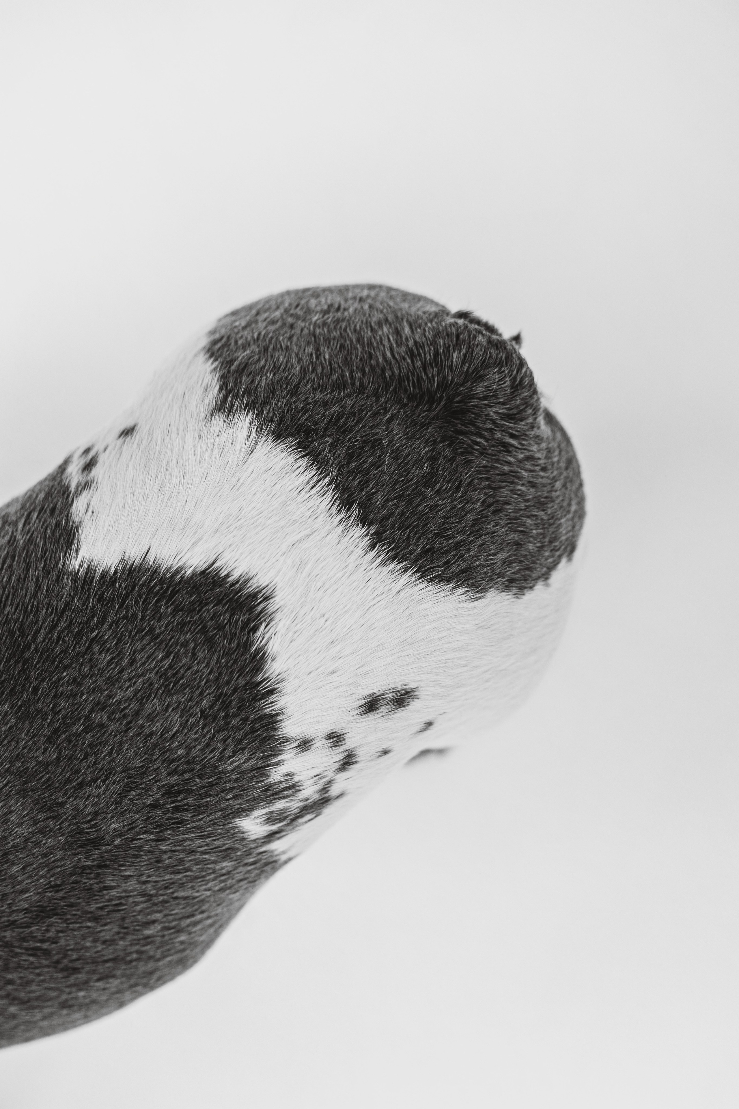 Екатерина, Виталий и Ричи