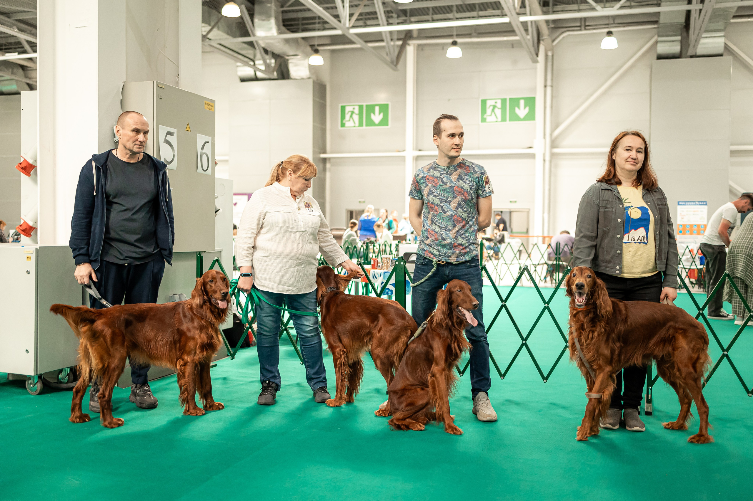 Выставка сеттеров 19.05.24