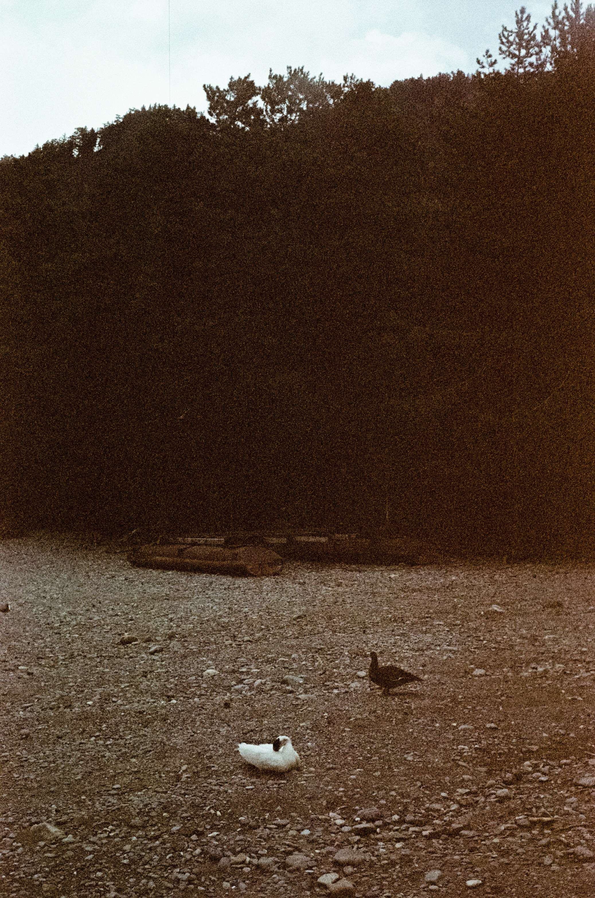 АЛТАЙ осень 2024 / Minox 35 GT (2) / Kodak Ultra Gold 400 24К (просрочка)