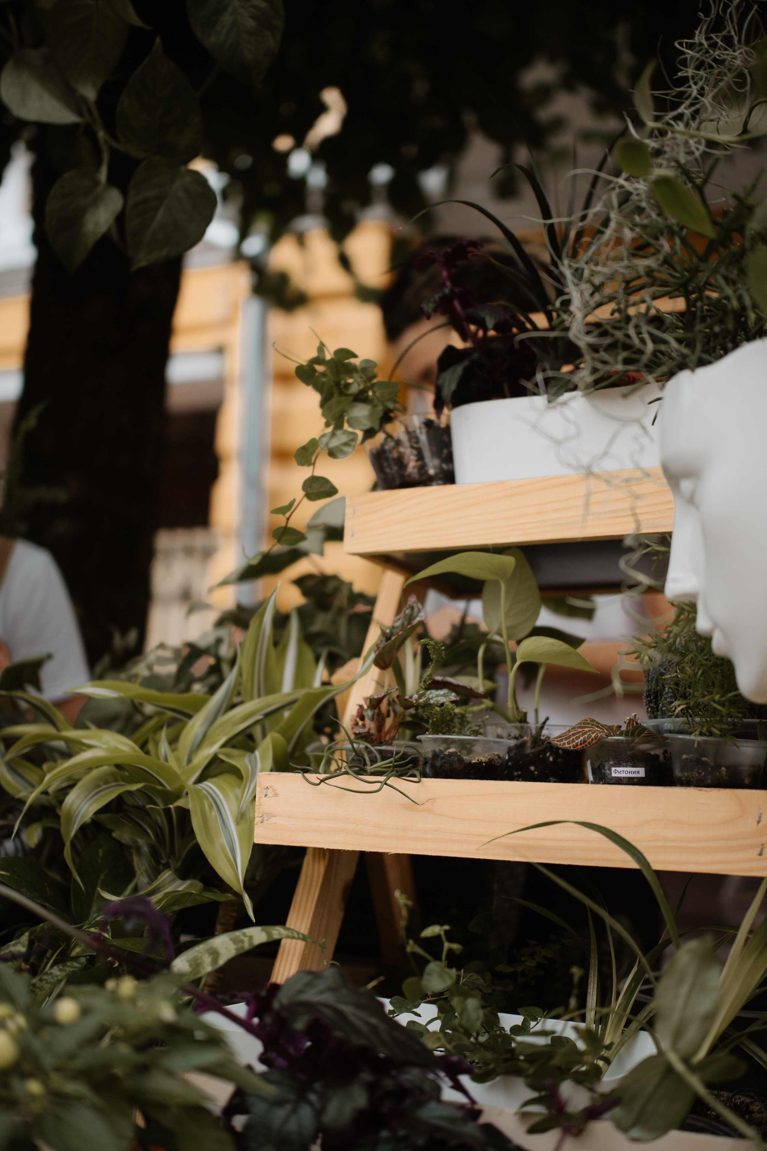 Фестивали — Смоленск 26.07.2025. KiPPER Gallery — Фотограф