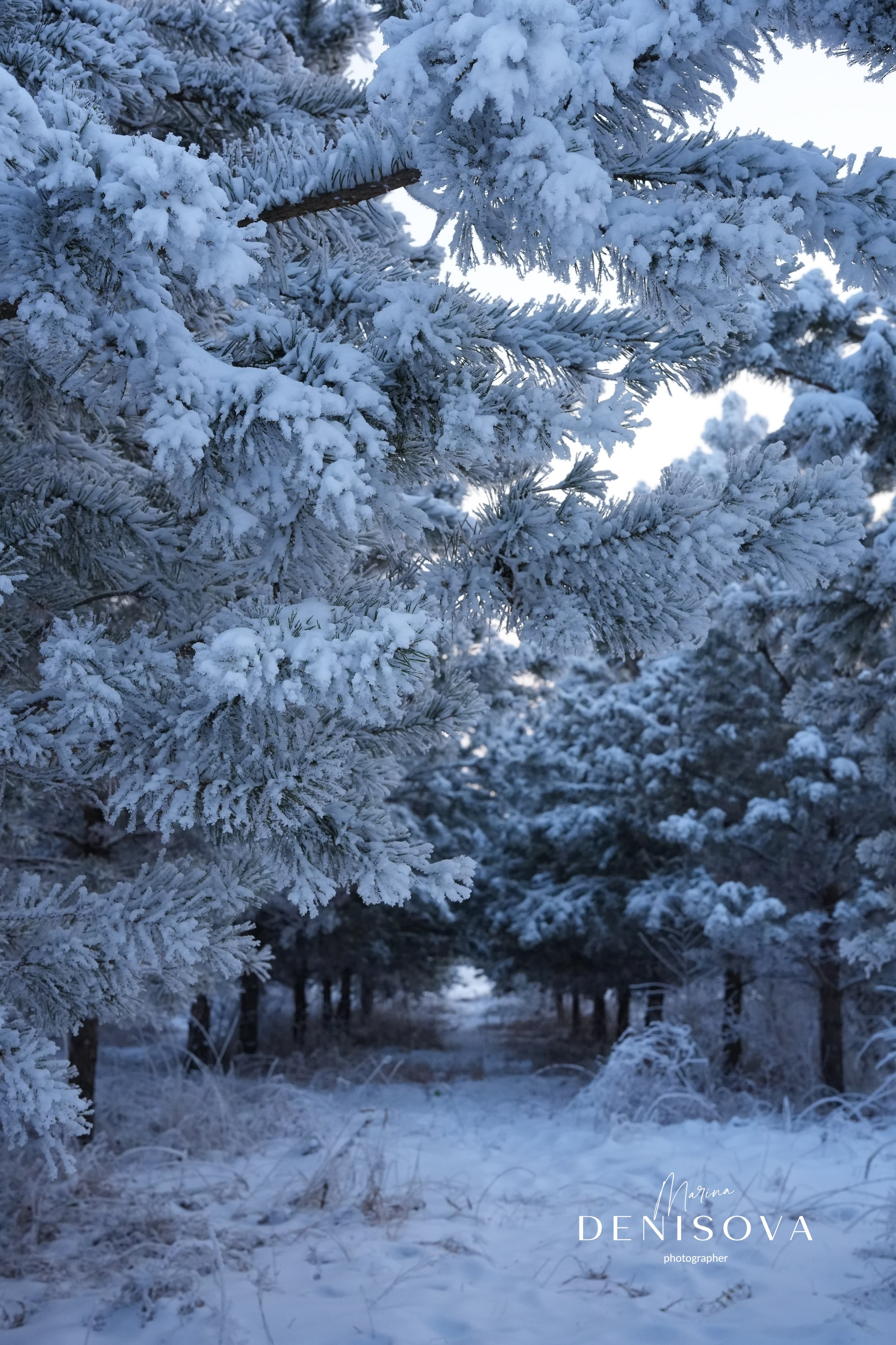 «Зимняя сказка». Индивидуальный и детский фотограф в Абакане Денисова Марина