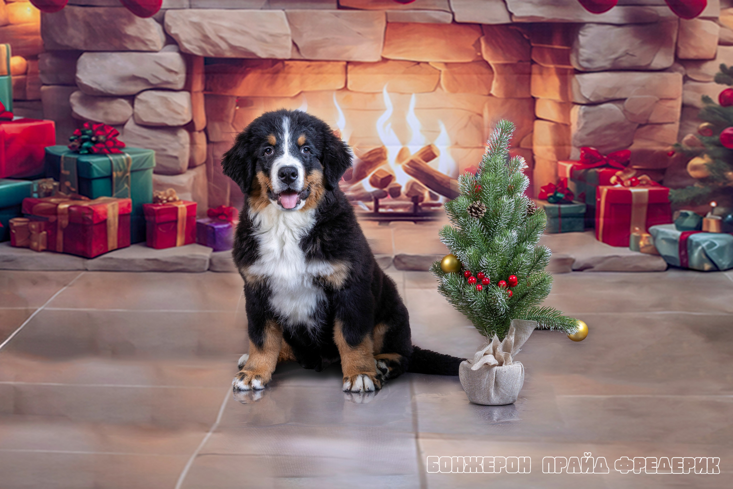 Бонжерон прайд. Фотограф 📸 семейный, предметный, репортажный