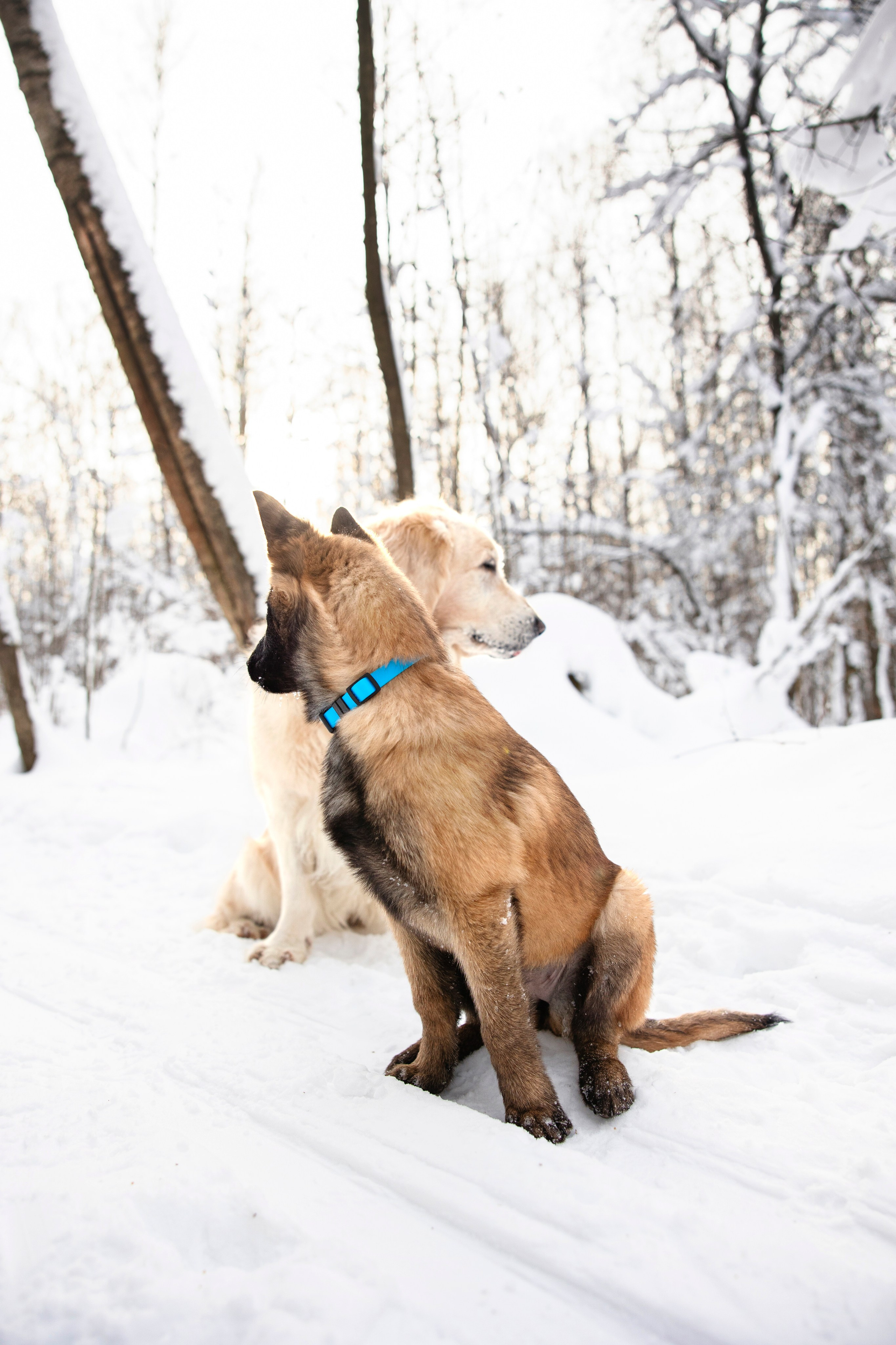 Бэлла и Панда. Анастасия Белаш